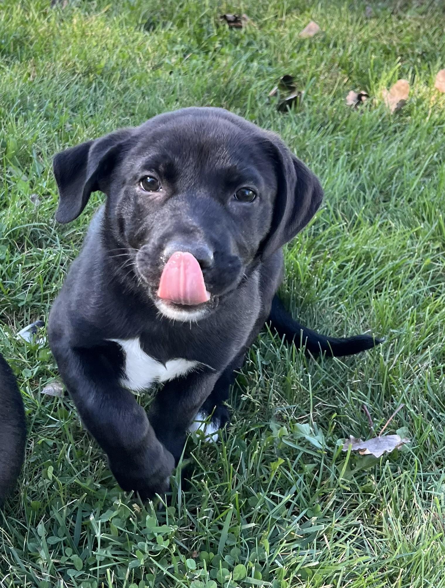 Enlarge Coraline, a Adoptable mixed breed in Grayslake, IL image 4/5