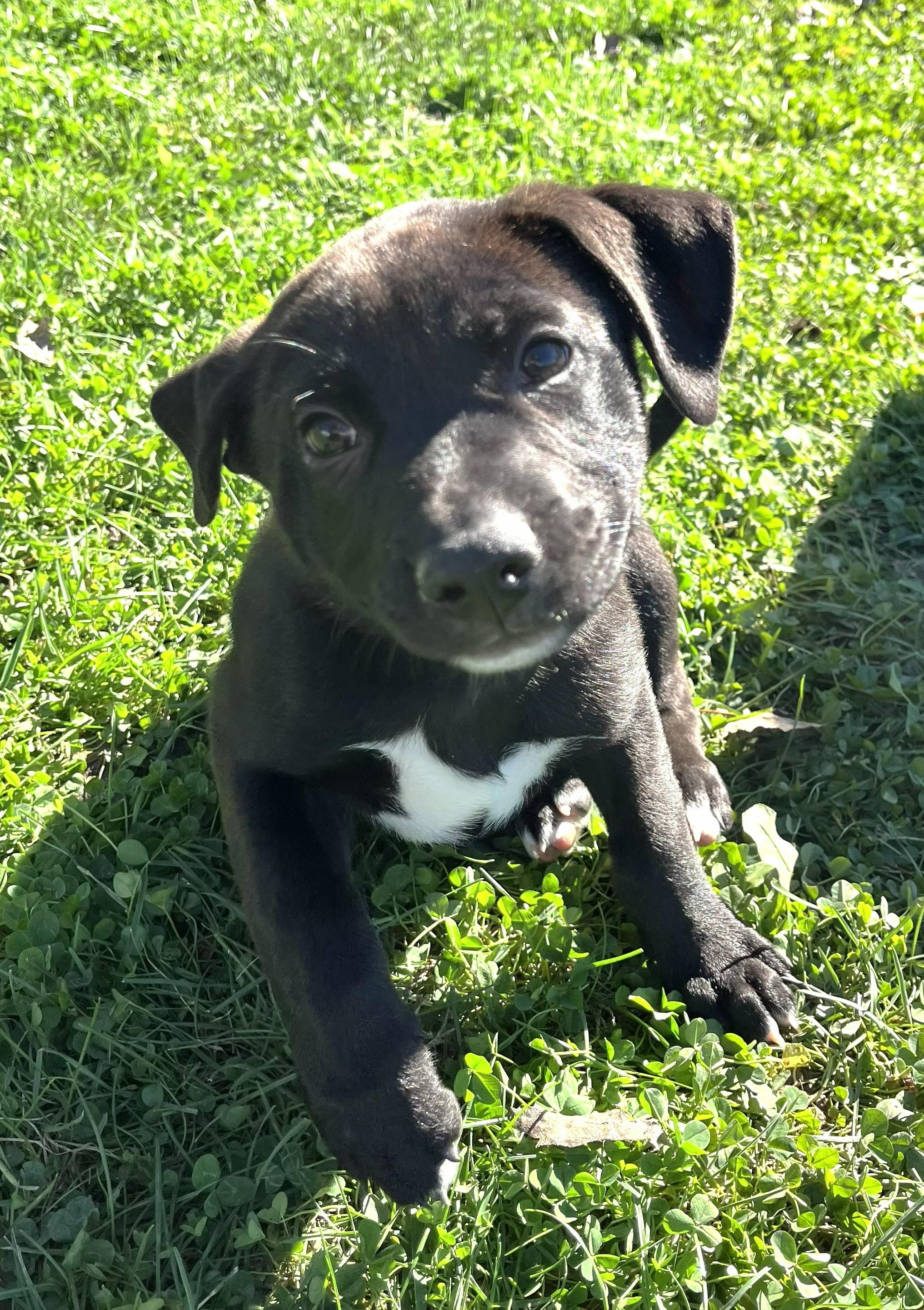 Enlarge Coraline, a Adoptable mixed breed in Grayslake, IL image 5/5