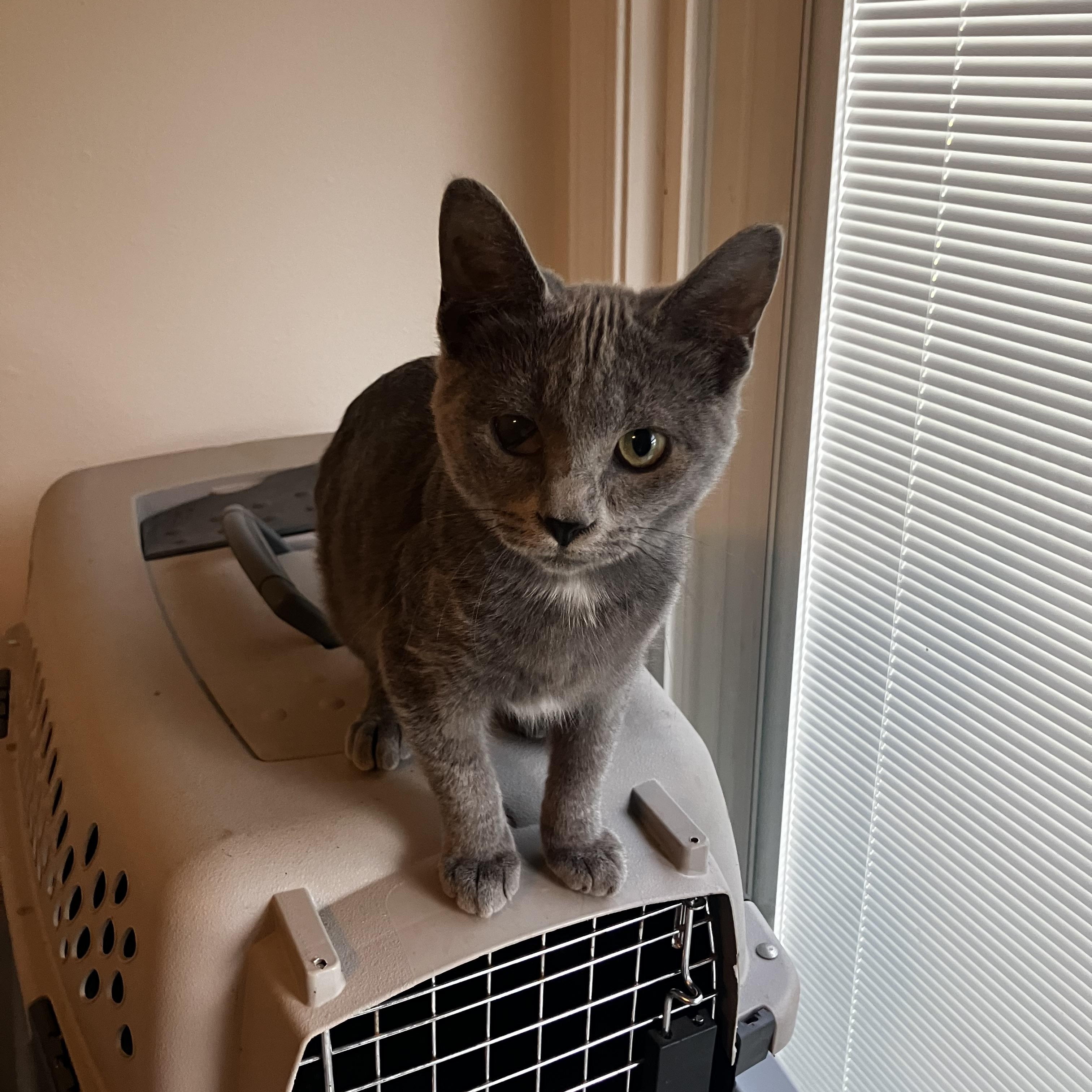 Cats for Adoption Near Junction City, KS | Petfinder