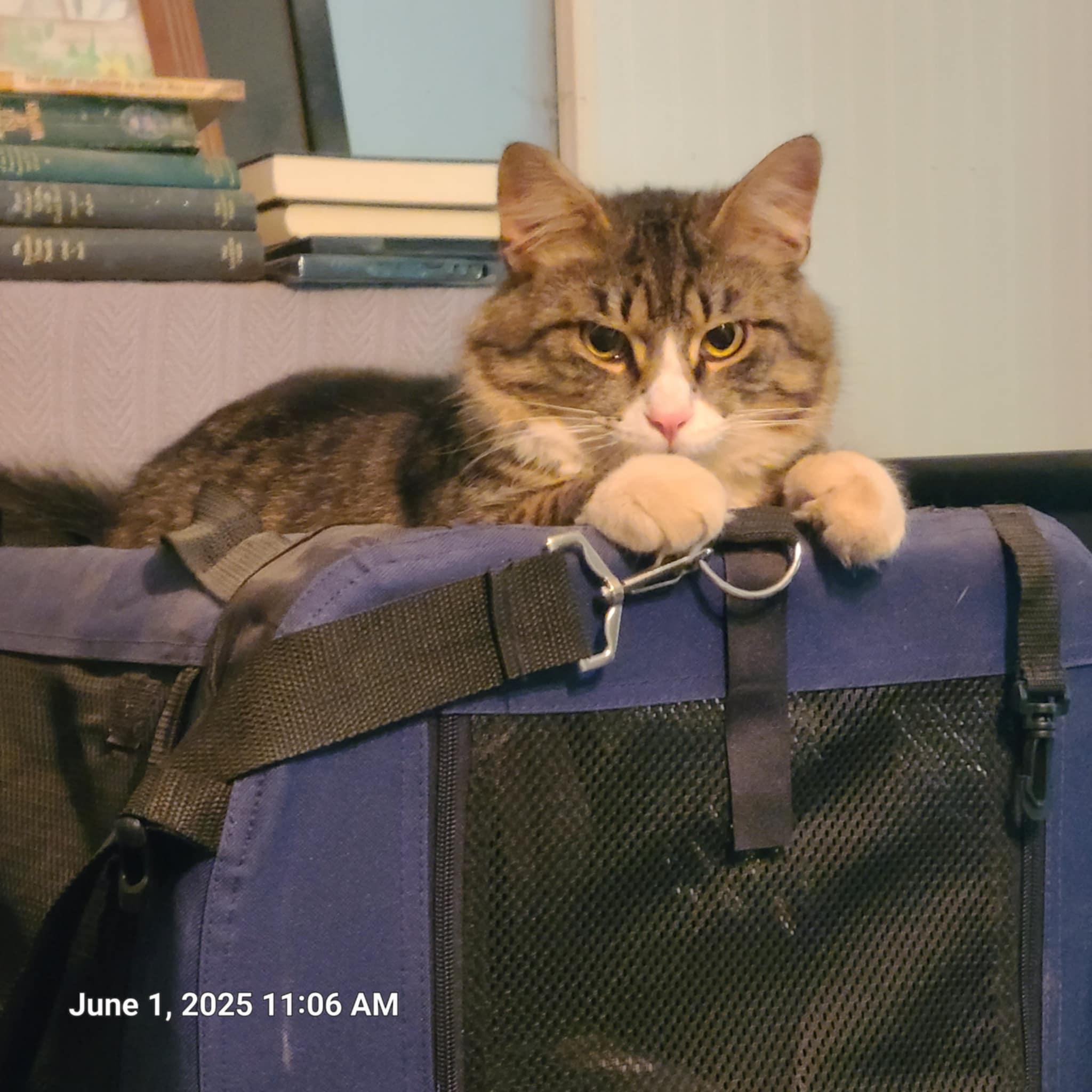 Patrick, Adoptable, Young Male Domestic Medium Hair.