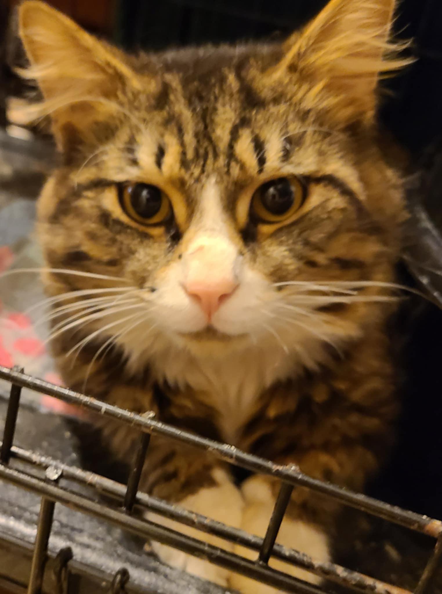 Patrick, a Adoptable mixed breed in Waynetown, IN image 2/5