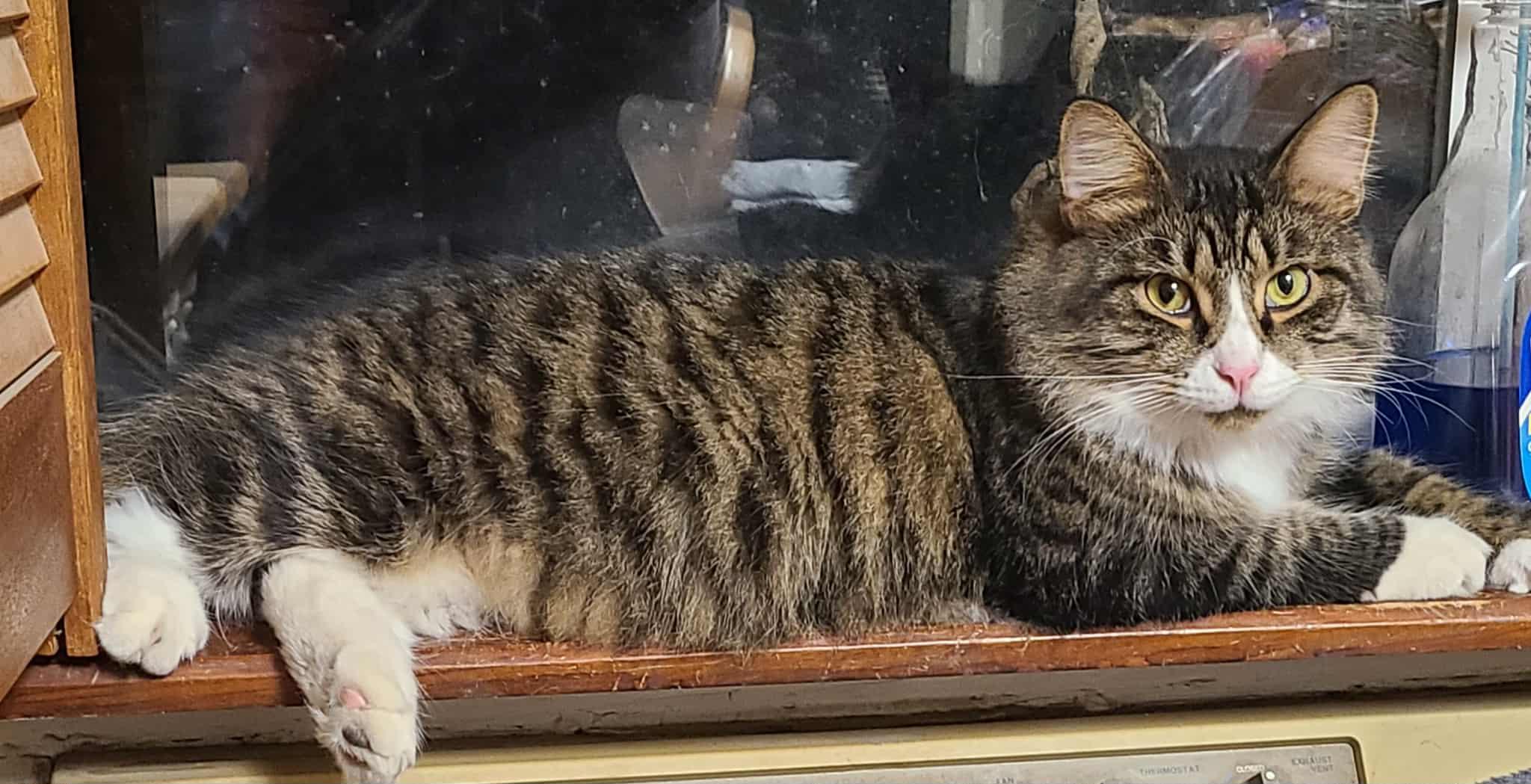 Patrick, a Adoptable mixed breed in Waynetown, IN image 3/5