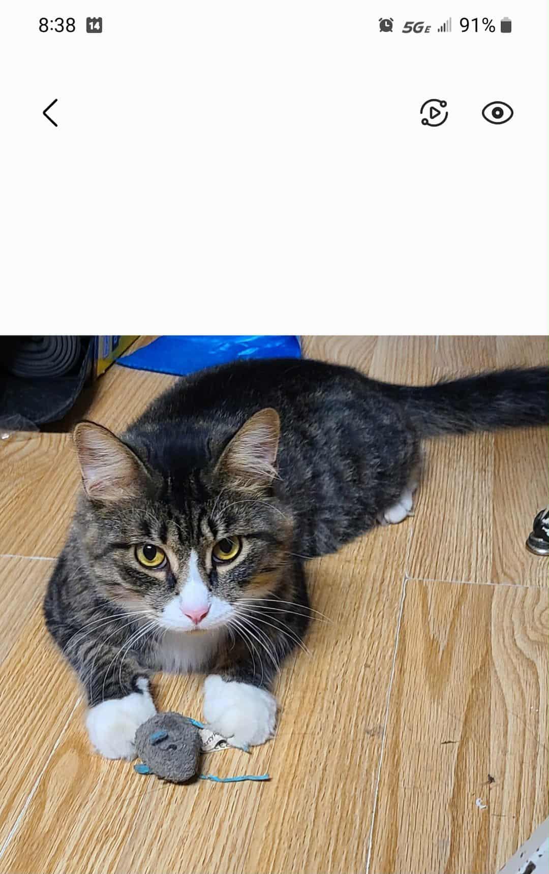 Patrick, a Adoptable mixed breed in Waynetown, IN image 4/5