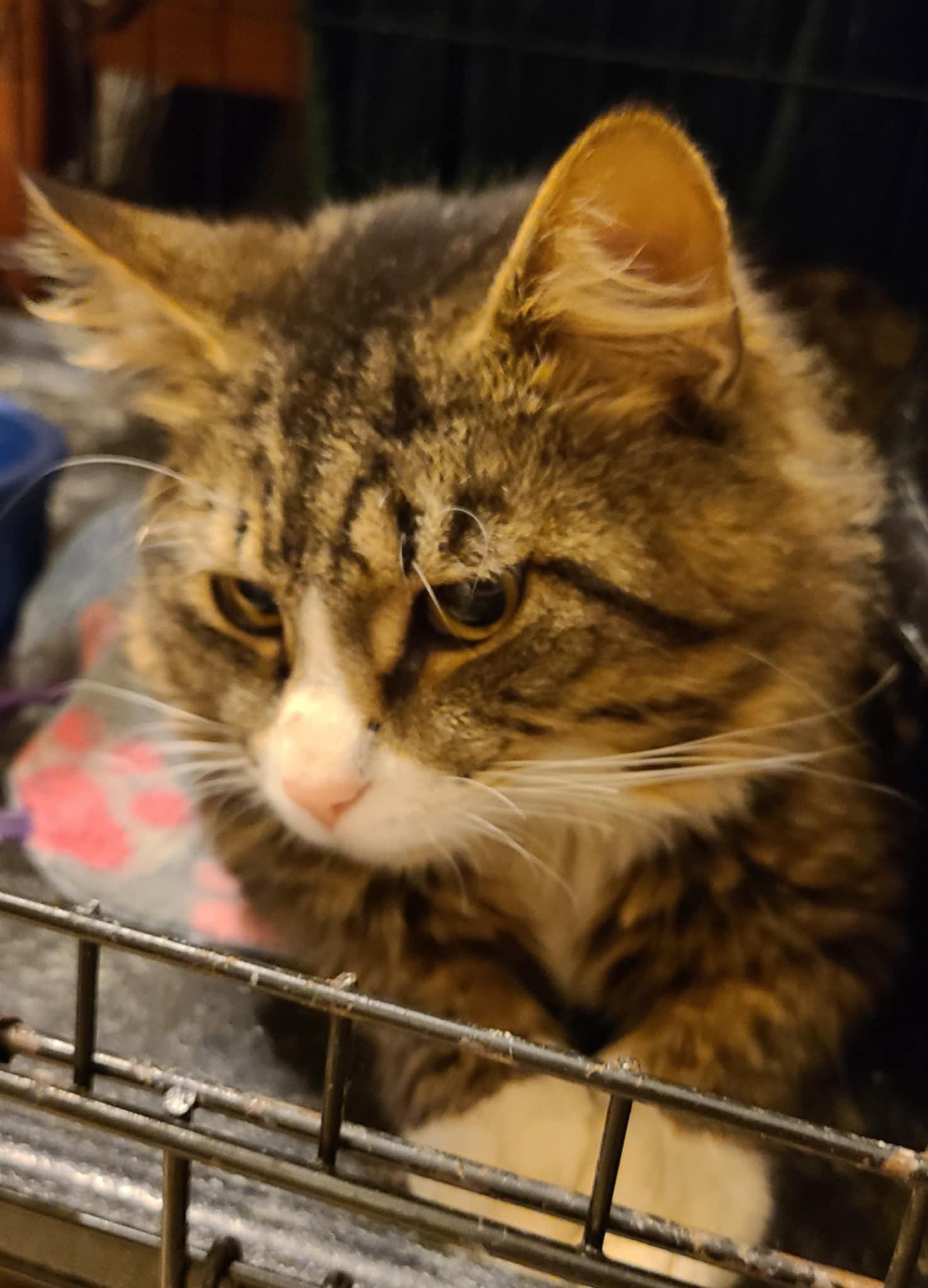 Patrick, a Adoptable mixed breed in Waynetown, IN image 5/5