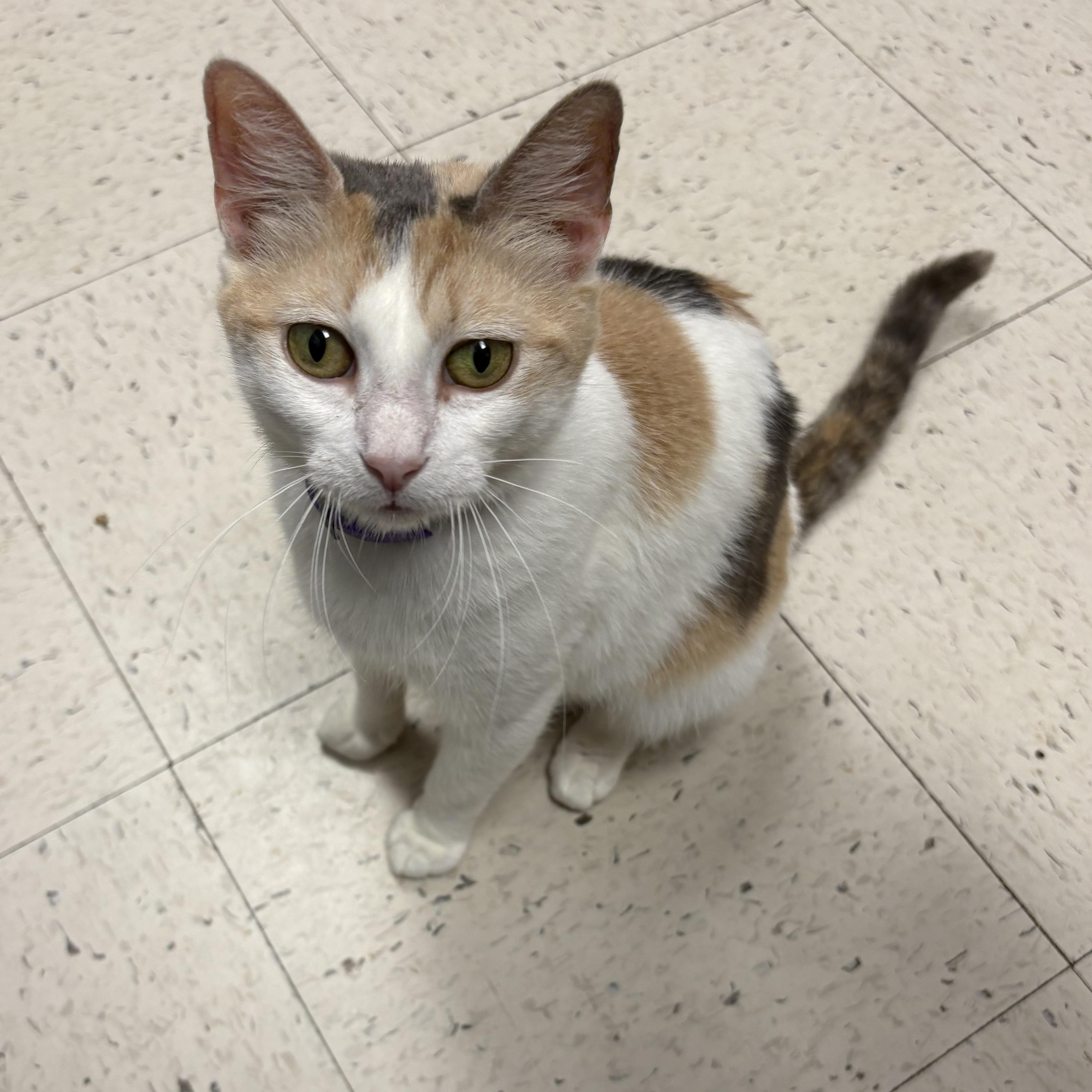 Mimi , a Adoptable Domestic Short Hair in Wayne , NJ image 3/3