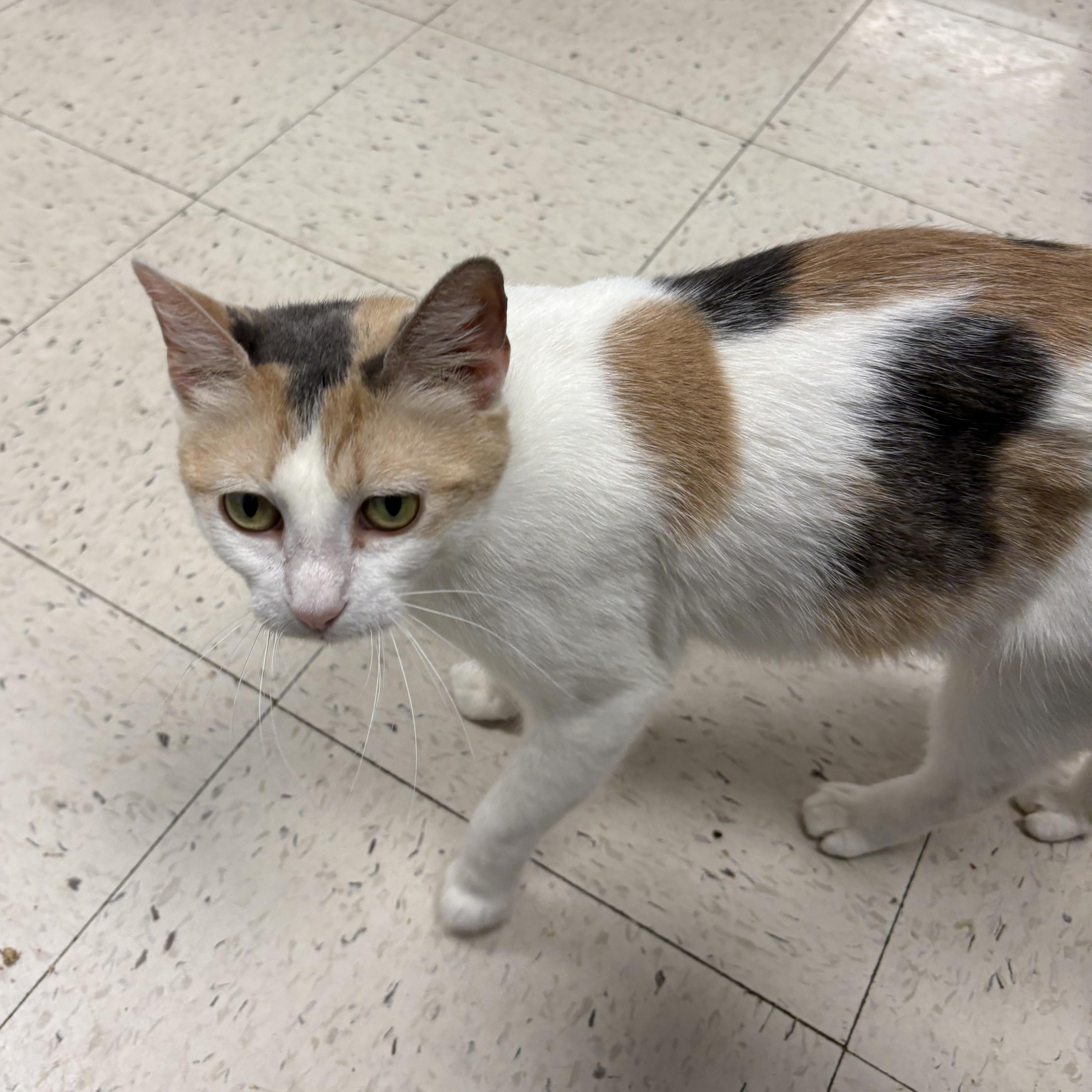 Mimi , a Adoptable Domestic Short Hair in Wayne , NJ image 2/3