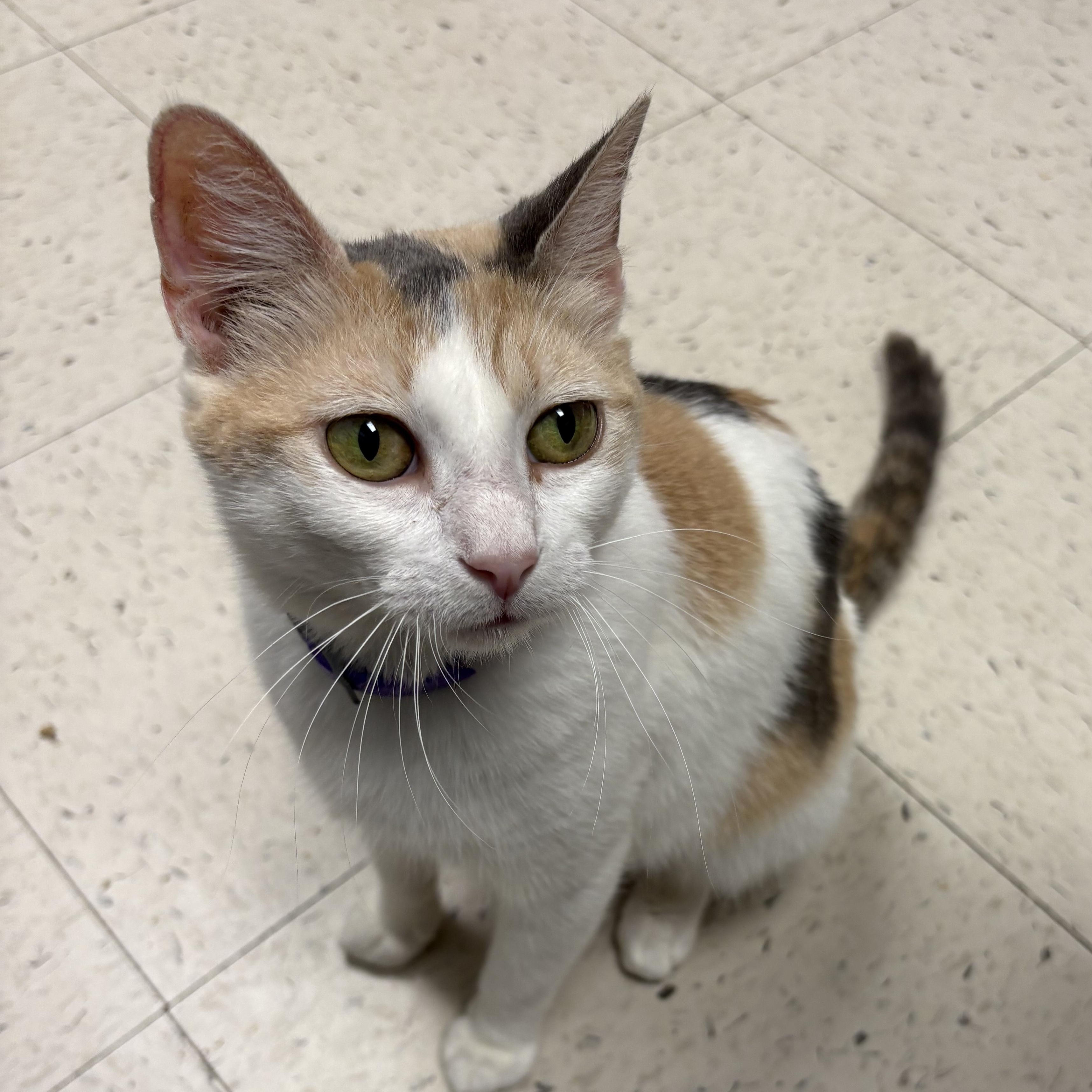 Mimi , a Adoptable Domestic Short Hair in Wayne , NJ image 1/3