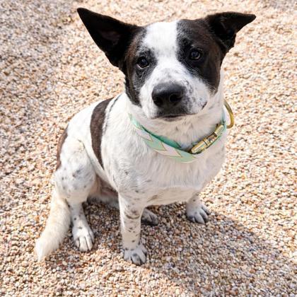 Enlarge Ruck (Really), a Adoptable mixed breed in Gray, LA image 2/2