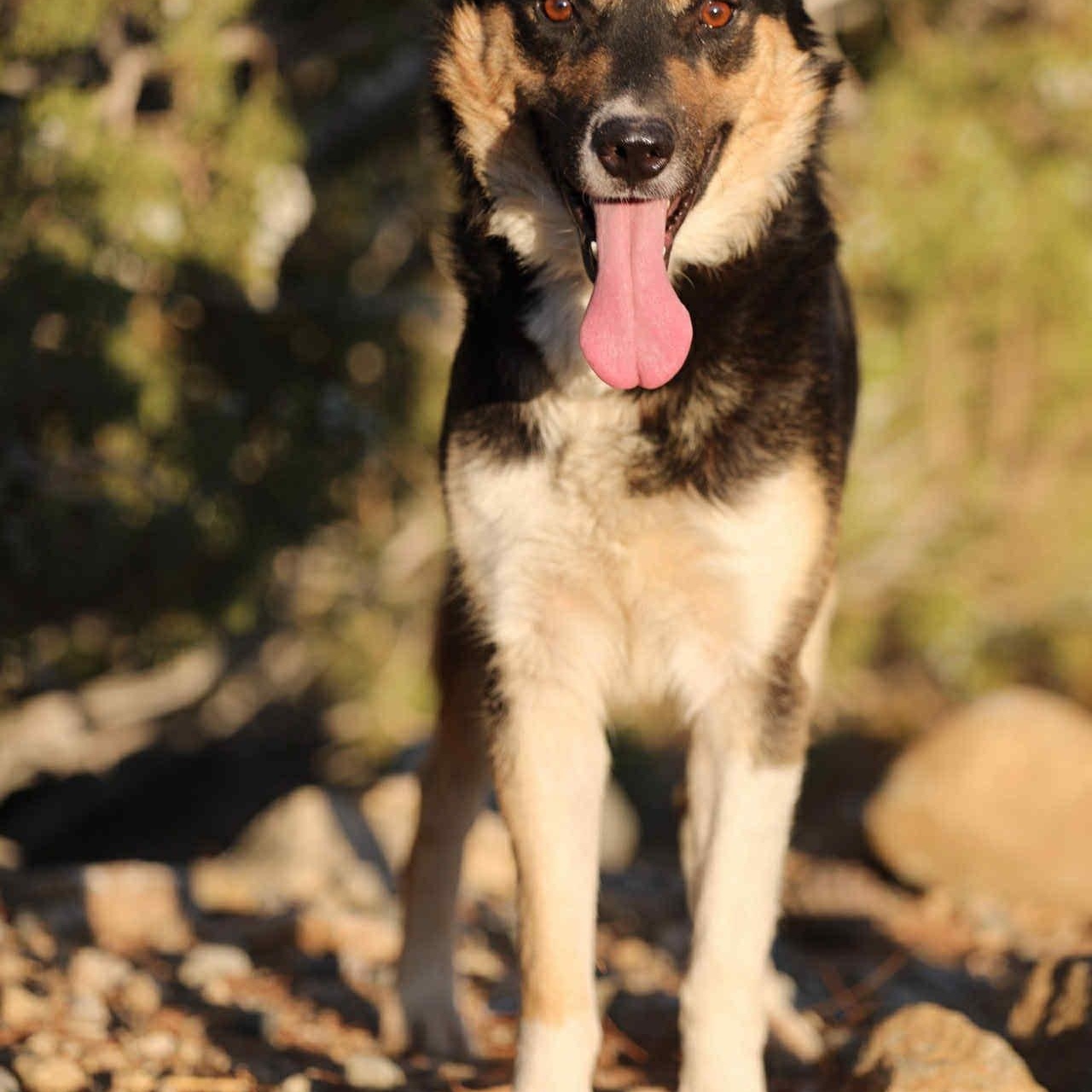 Arthur, a Adoptable mixed breed in PINON HILLS, CA image 2/3