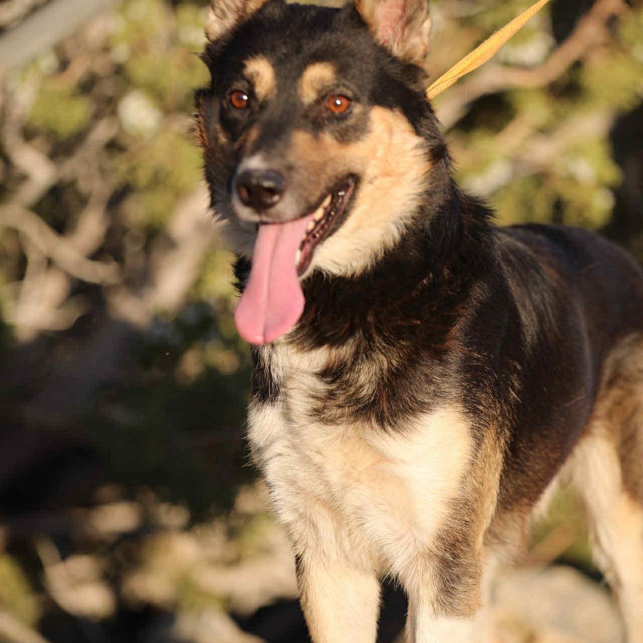 Arthur, Adoptable, Adult Male Husky & German Shepherd Dog.