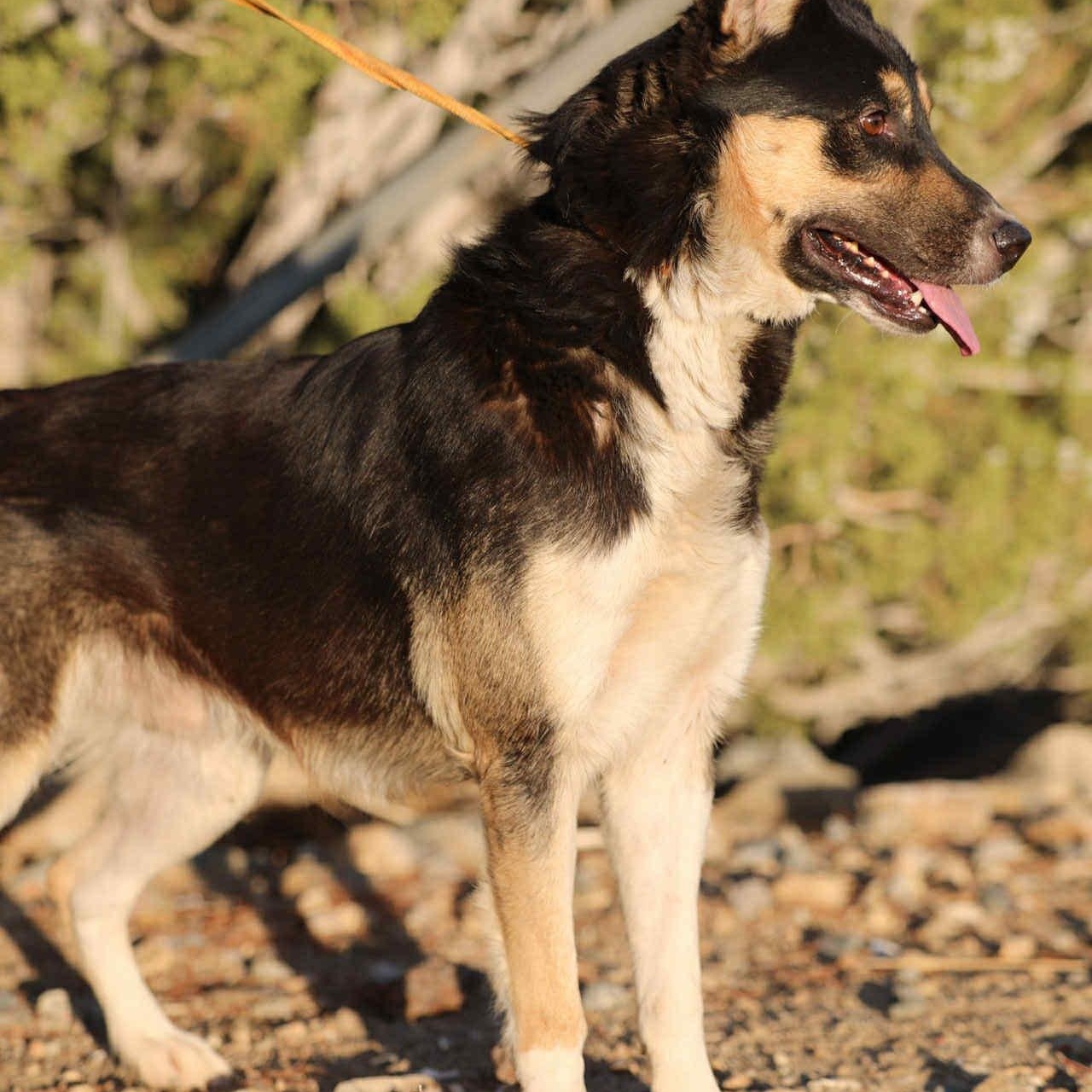 Arthur, a Adoptable mixed breed in PINON HILLS, CA image 3/3