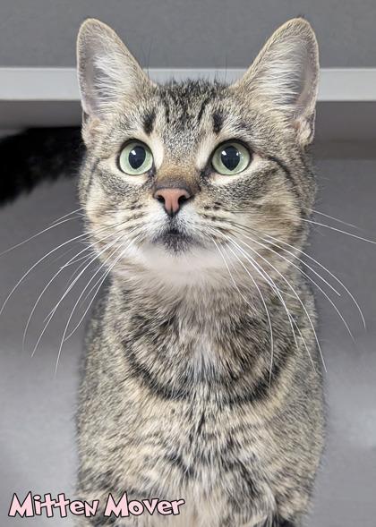 Mitten Mover, Adoptable, Adult Female Domestic Short Hair & Domestic Short Hair.