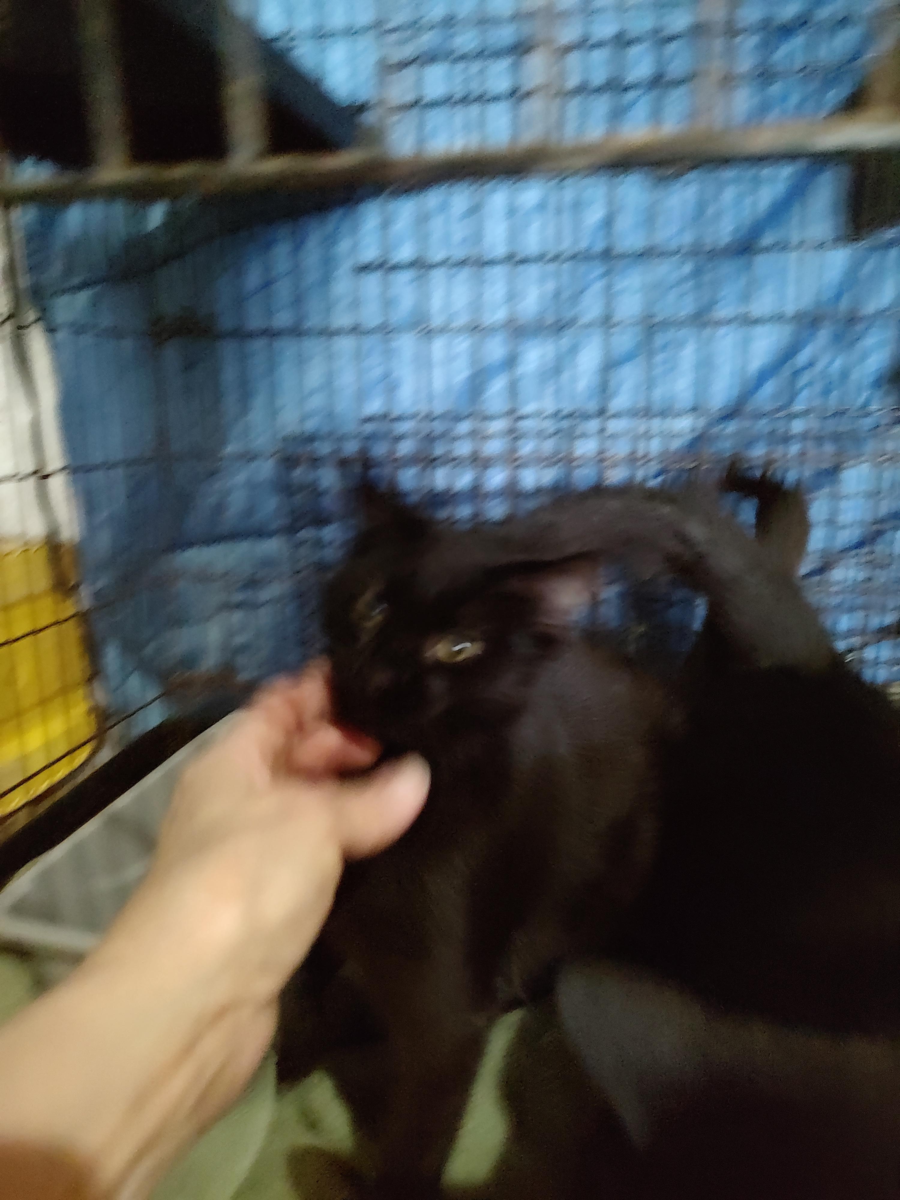 Enlarge Sugar, a Adoptable American Shorthair in Harned, KY image 3/3