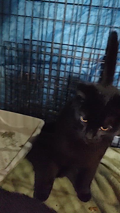 Enlarge Sugar, a Adoptable American Shorthair in Harned, KY video 1/3