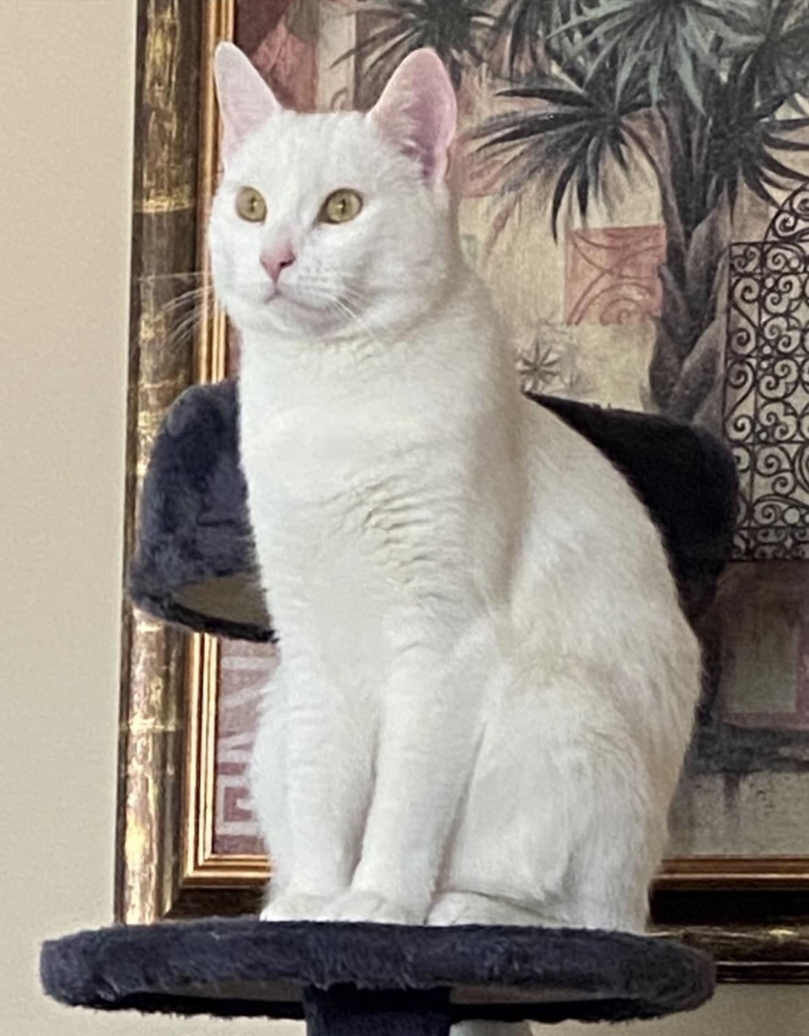 Enlarge Peeka ( friendly.playful.affectionate), a ADOPTABLE Domestic Short Hair in Staten island, NY image 2/6