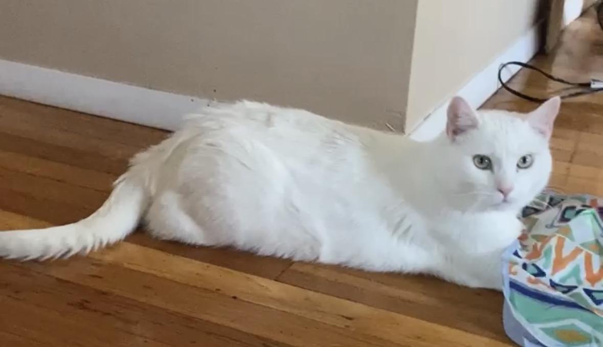 Enlarge Peeka ( friendly.playful.affectionate), a ADOPTABLE Domestic Short Hair in Staten island, NY image 5/6