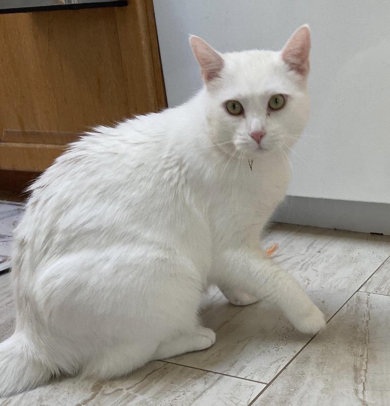 Enlarge Peeka ( friendly.playful.affectionate), a ADOPTABLE Domestic Short Hair in Staten island, NY image 3/6