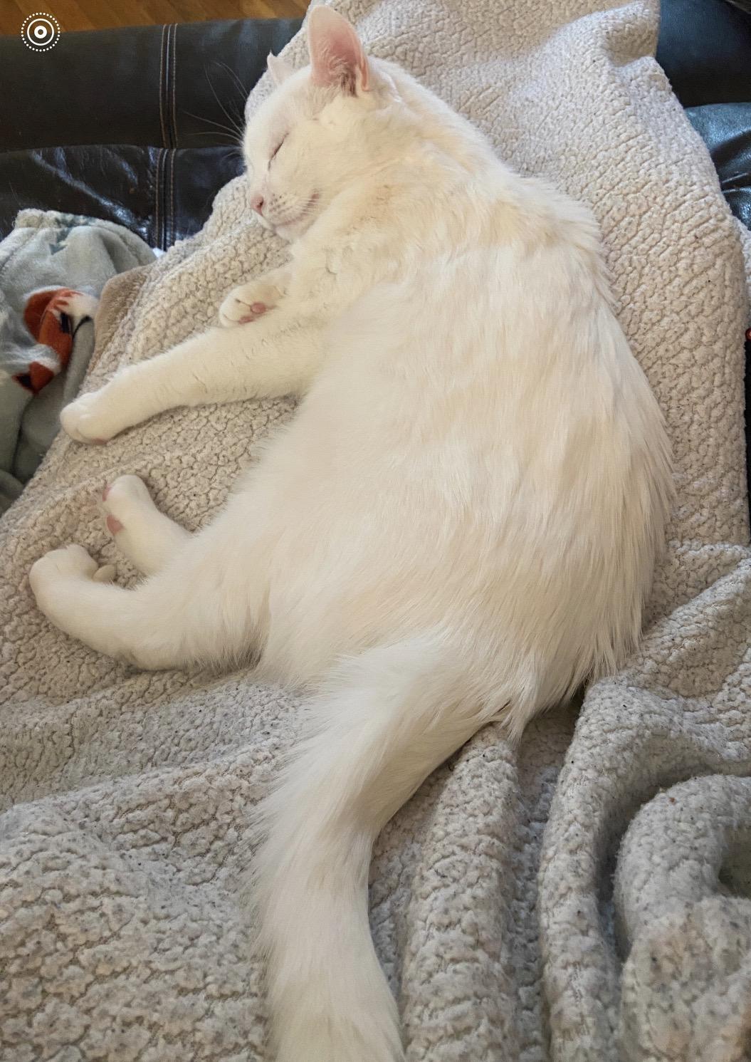 Enlarge Peeka ( friendly.playful.affectionate), a ADOPTABLE Domestic Short Hair in Staten island, NY image 4/6
