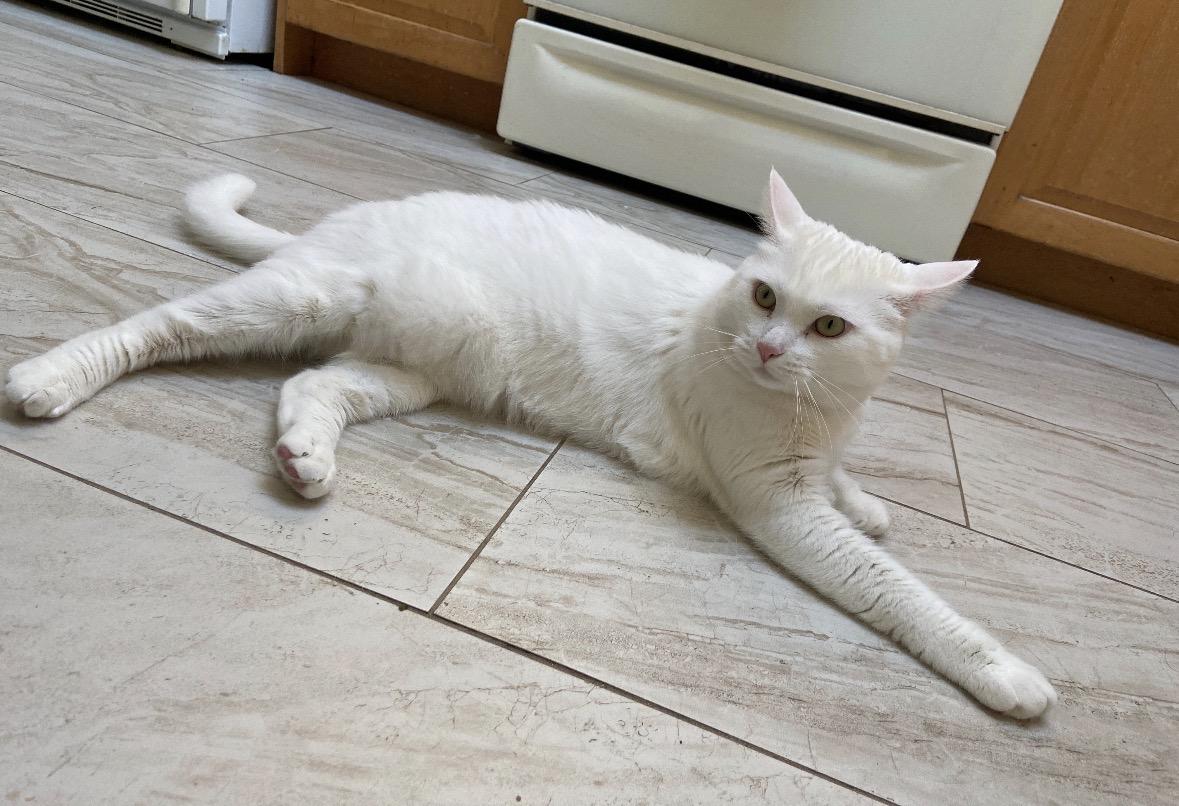 Peeka ( friendly.playful.affectionate), ADOPTABLE, Adult Female Domestic Short Hair.