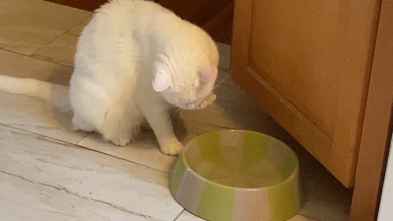 Enlarge Peeka ( friendly.playful.affectionate), a ADOPTABLE Domestic Short Hair in Staten island, NY video 6/6