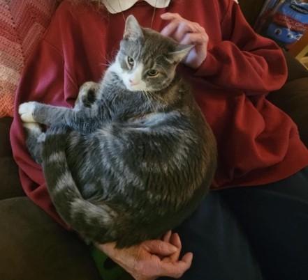 Enlarge Roger , a ADOPTABLE mixed breed in Libby, MT image 1/2