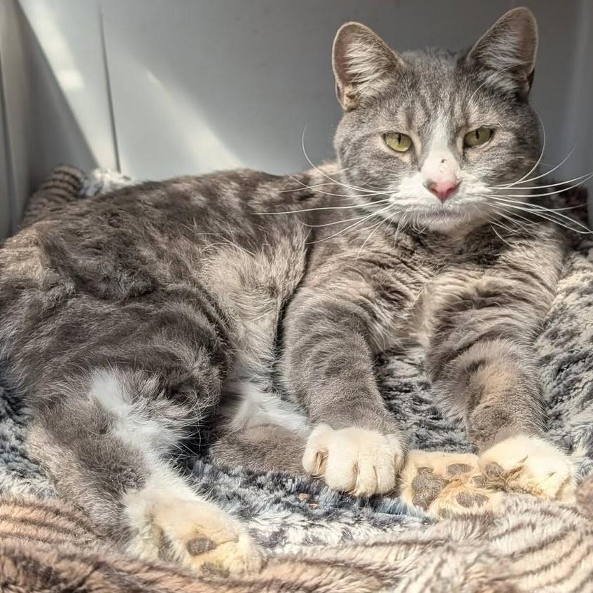 Roger , ADOPTABLE, Young Male Tabby & Domestic Short Hair.
