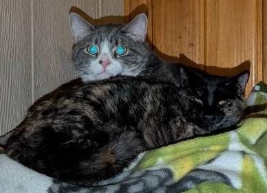 Enlarge Roger , a ADOPTABLE mixed breed in Libby, MT image 2/2