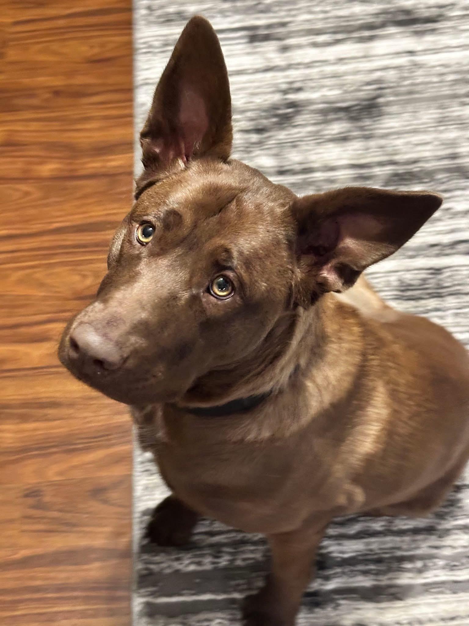 Enlarge Katie, a ADOPTABLE mixed breed in Souderton, PA image 2/4