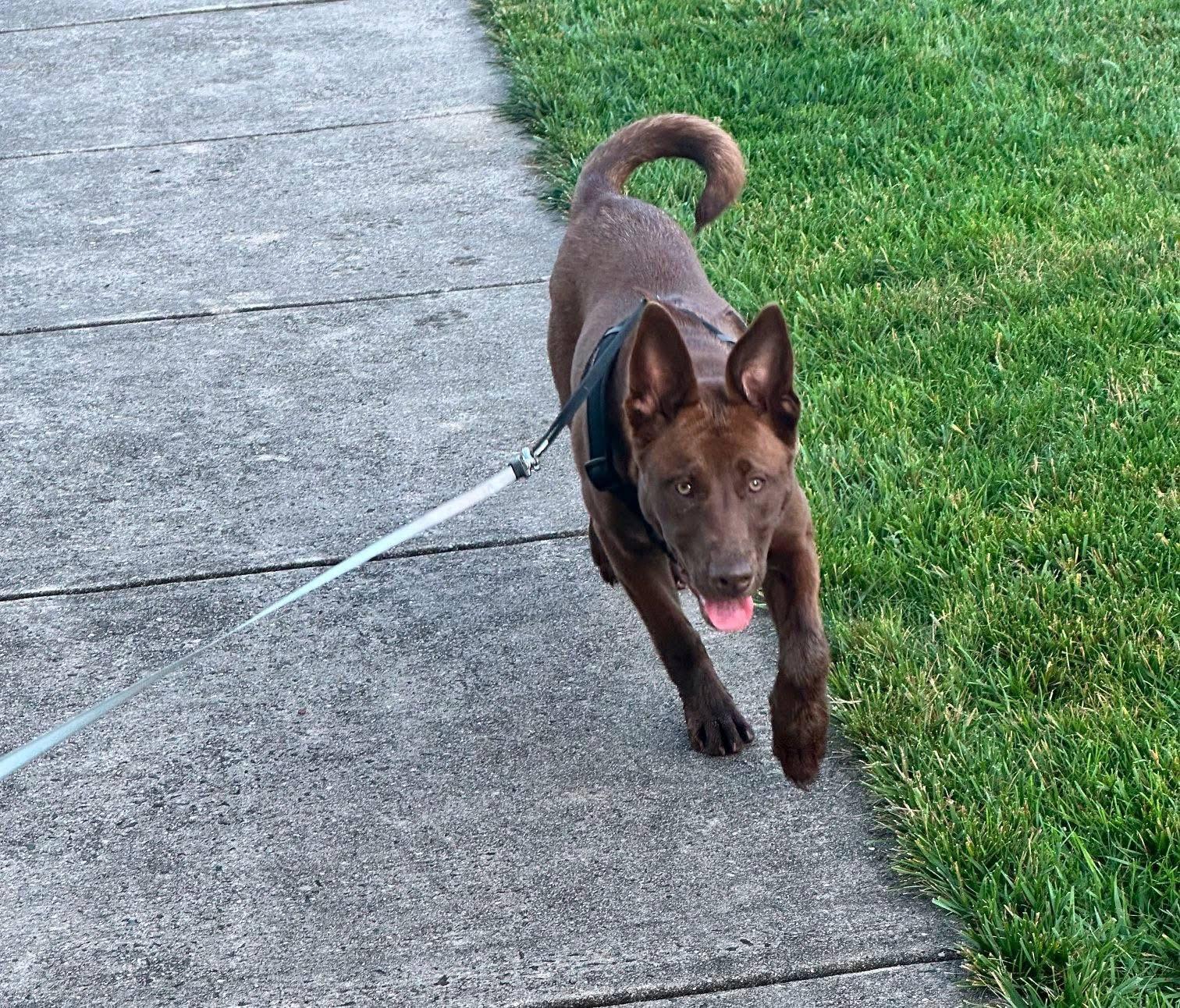 Enlarge Katie, a ADOPTABLE mixed breed in Souderton, PA image 1/4