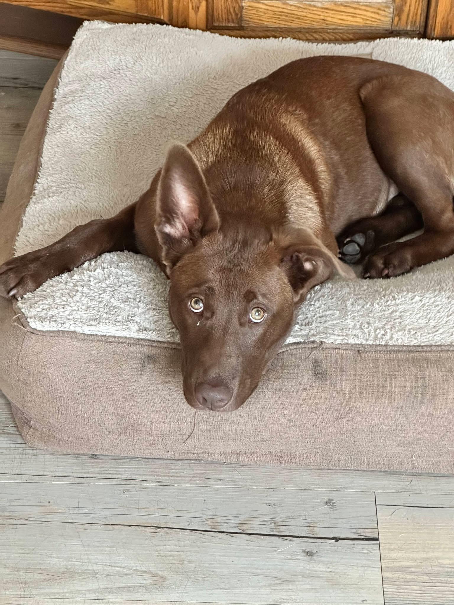 Enlarge Katie, a ADOPTABLE mixed breed in Souderton, PA image 3/4