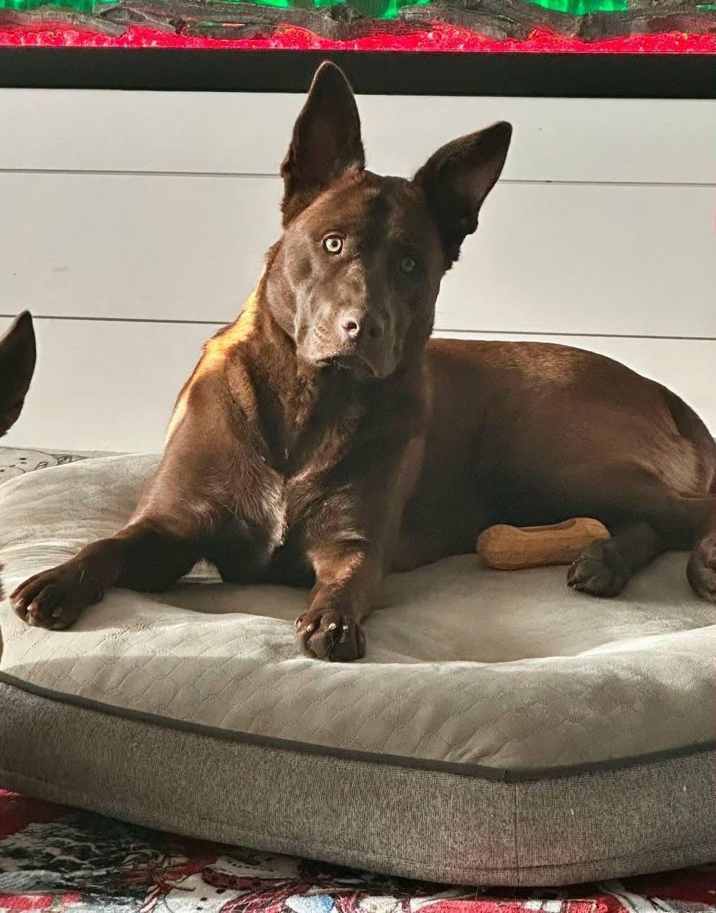 Enlarge Katie, a ADOPTABLE mixed breed in Souderton, PA image 4/4