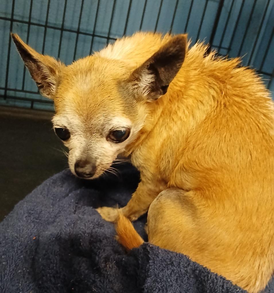 Enigma, Adoptable, Senior Male Chihuahua.