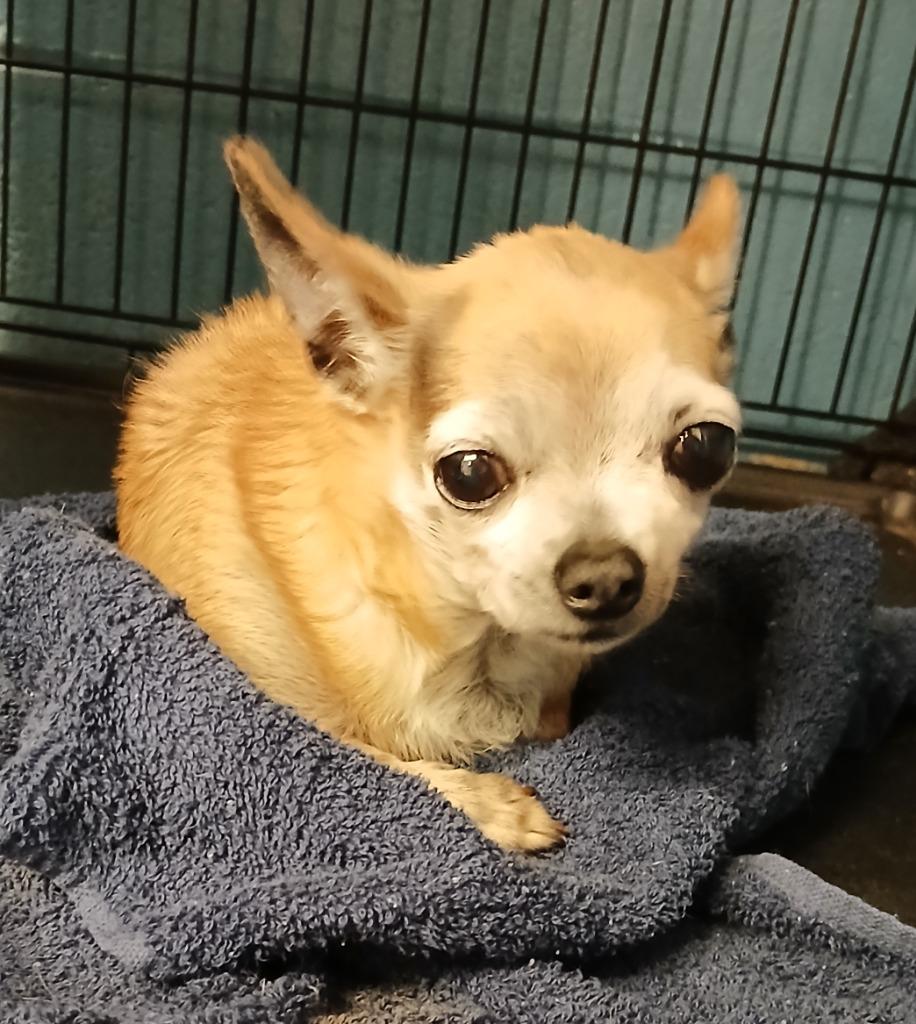 Enlarge Enigma, a Adoptable Chihuahua in Mena, AR image 2/2