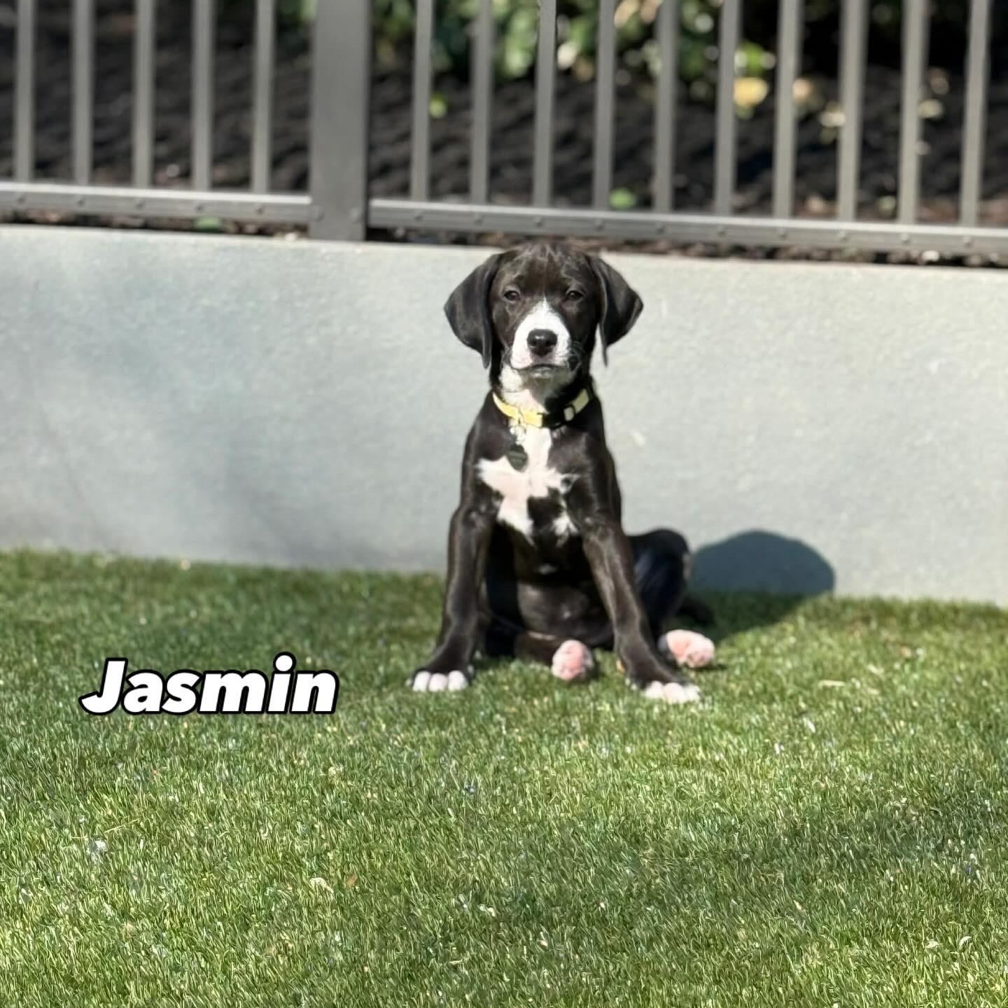 Jasmin , ADOPTABLE, Puppy Female Labrador Retriever.