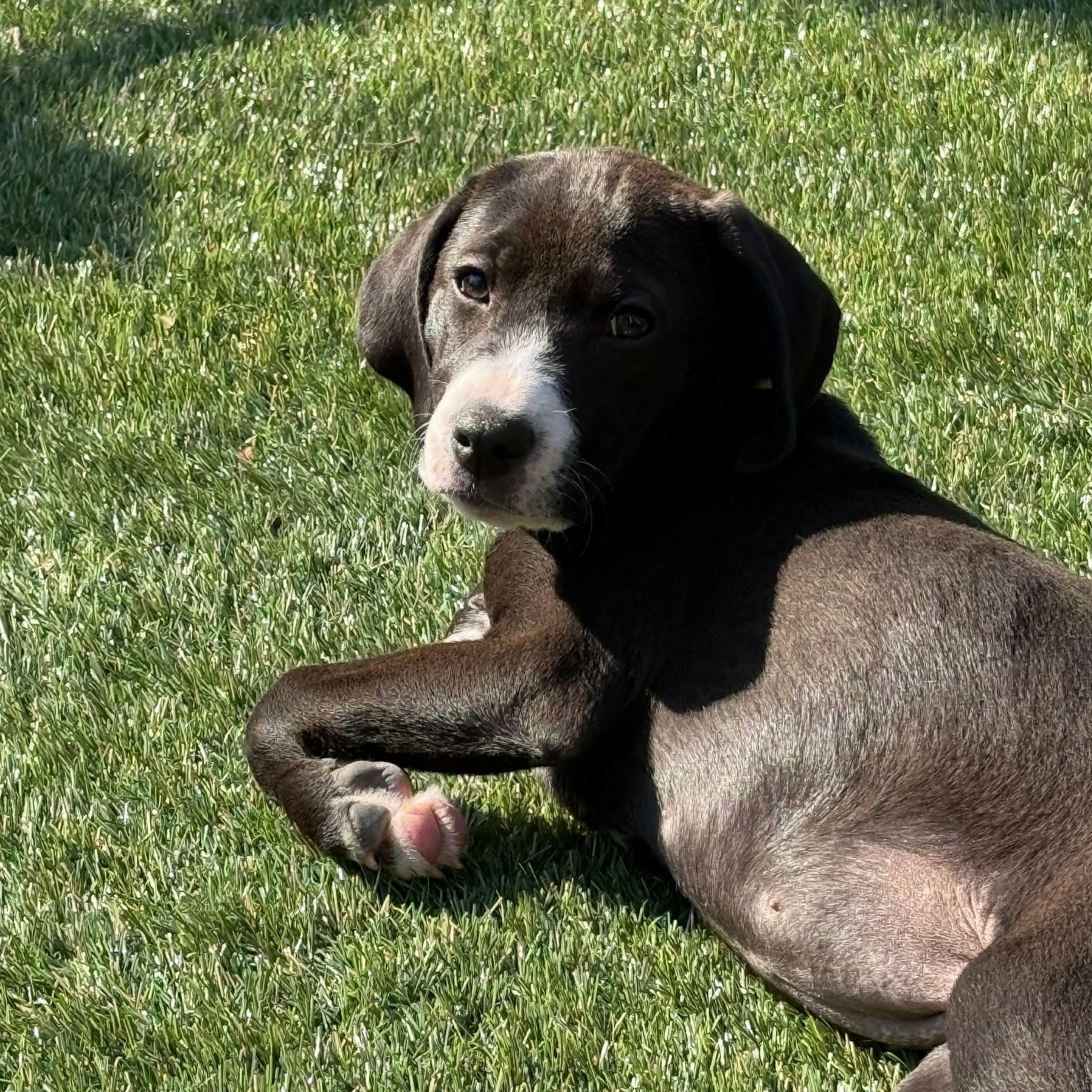 Enlarge Jasmin , a ADOPTABLE mixed breed in Hatfield, PA image 2/5