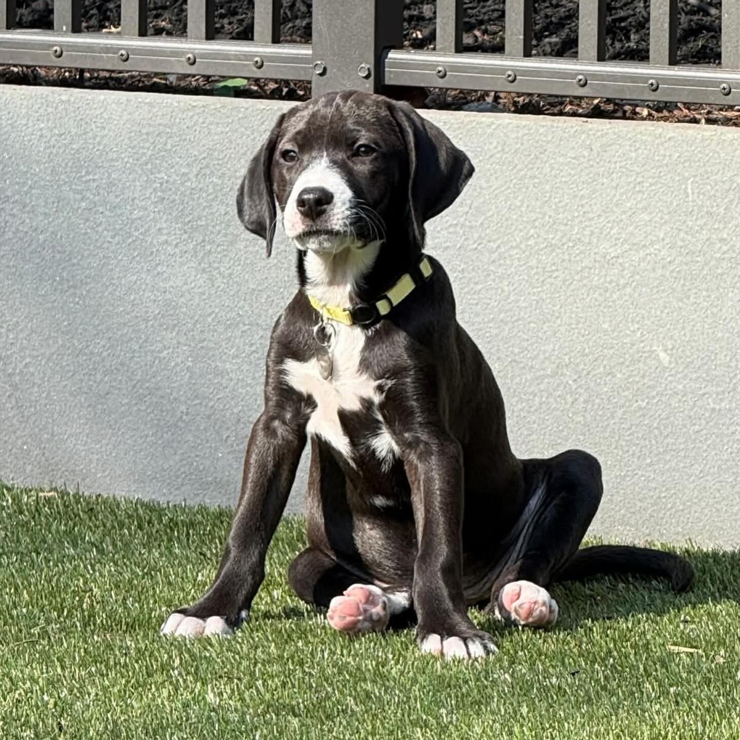 Enlarge Jasmin , a ADOPTABLE mixed breed in Hatfield, PA image 4/5