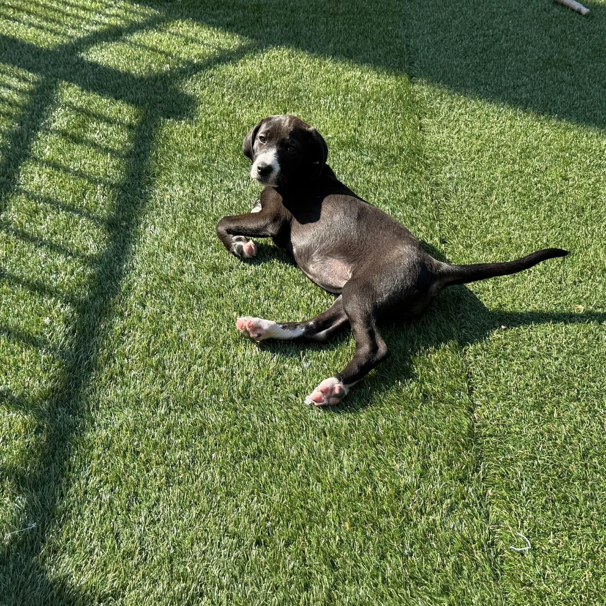 Enlarge Jasmin , a ADOPTABLE mixed breed in Hatfield, PA image 5/5