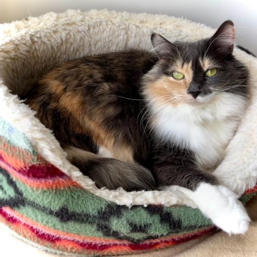 Belle, Adoptable, Adult Female Domestic Long Hair & Calico.