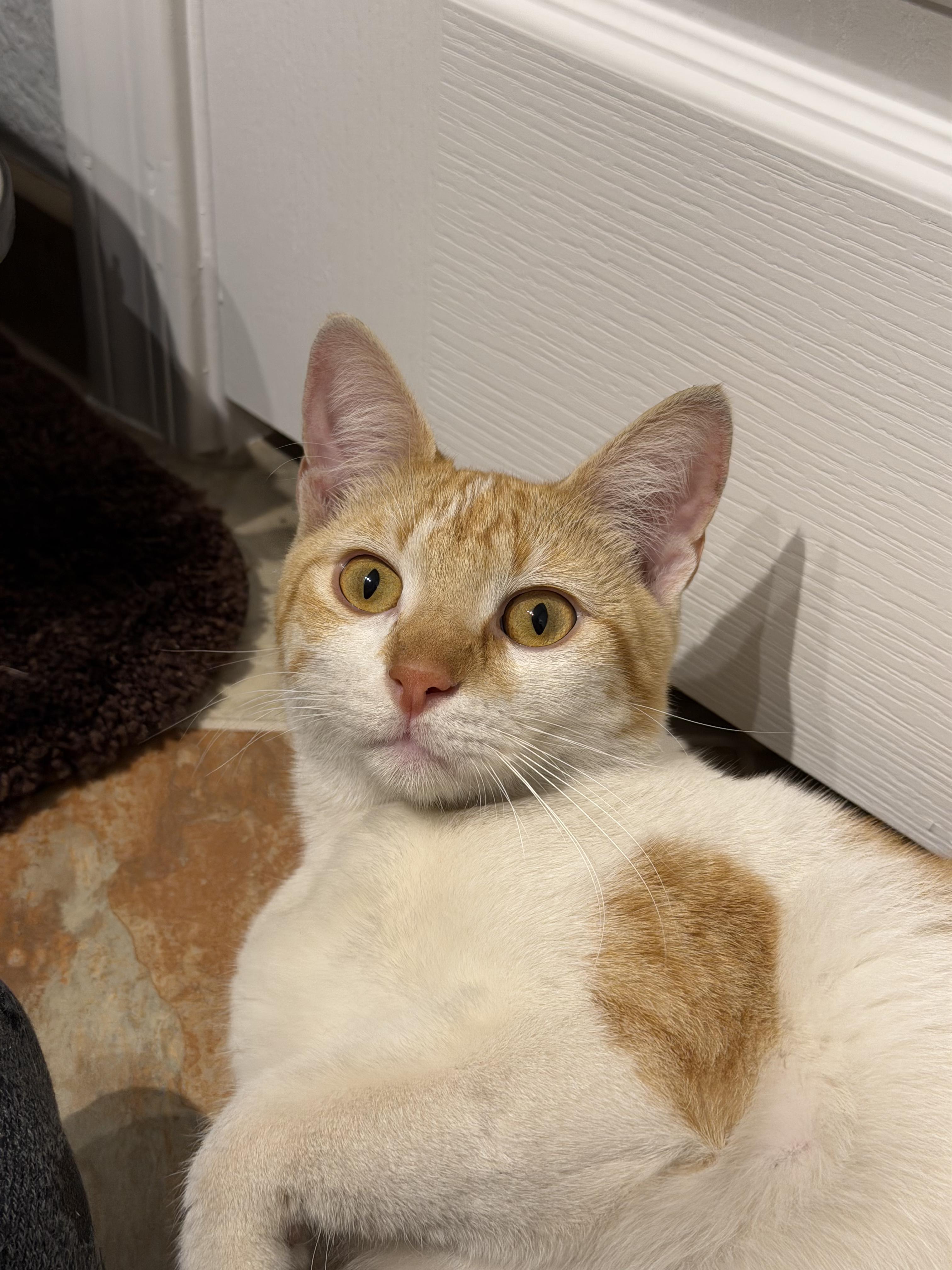 Enlarge Buster, an adoptable Domestic Short Hair in Chandler, AZ image 3/3