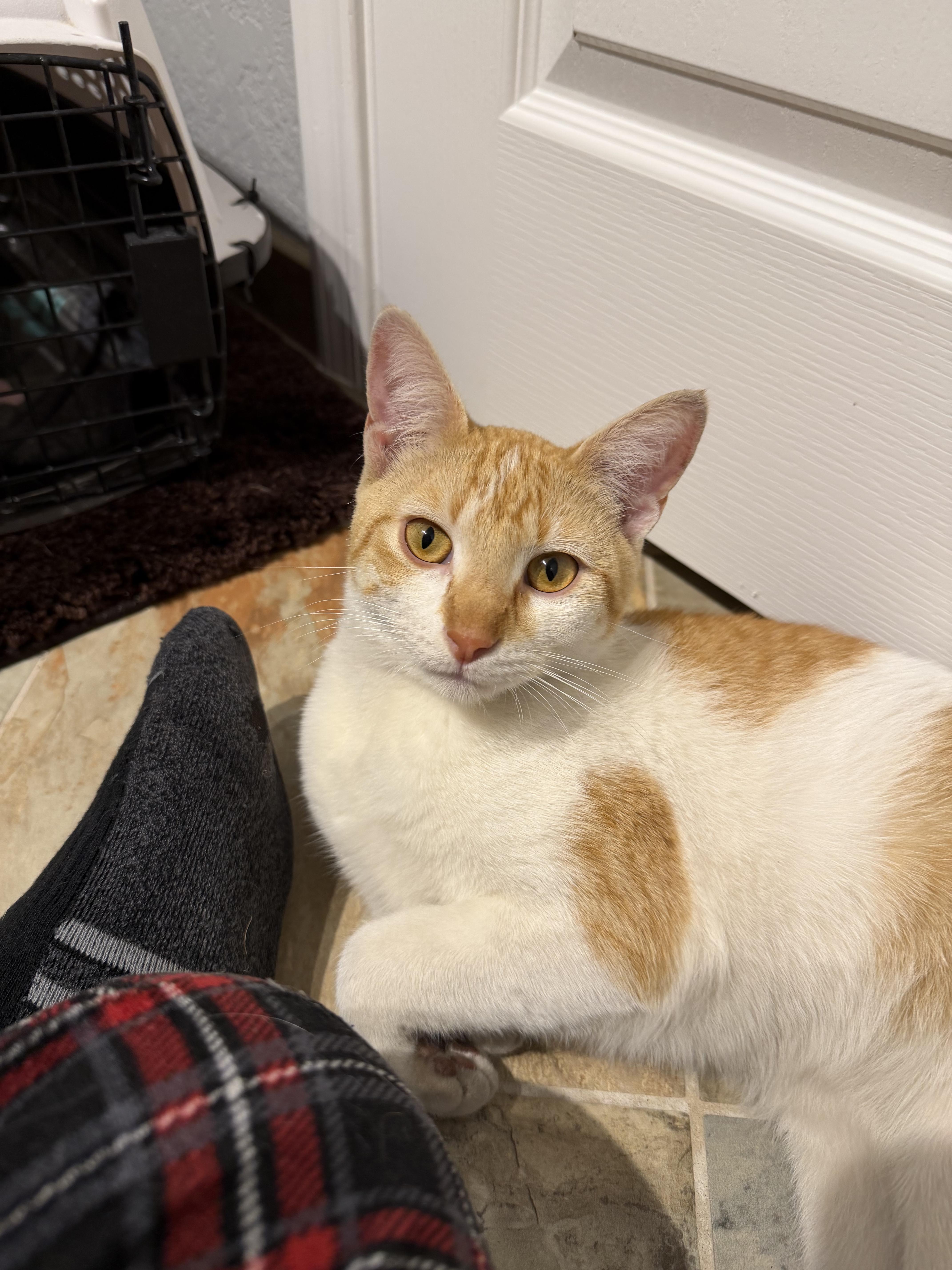 Enlarge Buster, an adoptable Domestic Short Hair in Chandler, AZ image 2/3