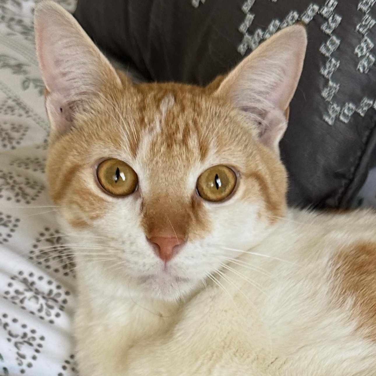 Buster, ADOPTABLE, Young Male Domestic Short Hair.