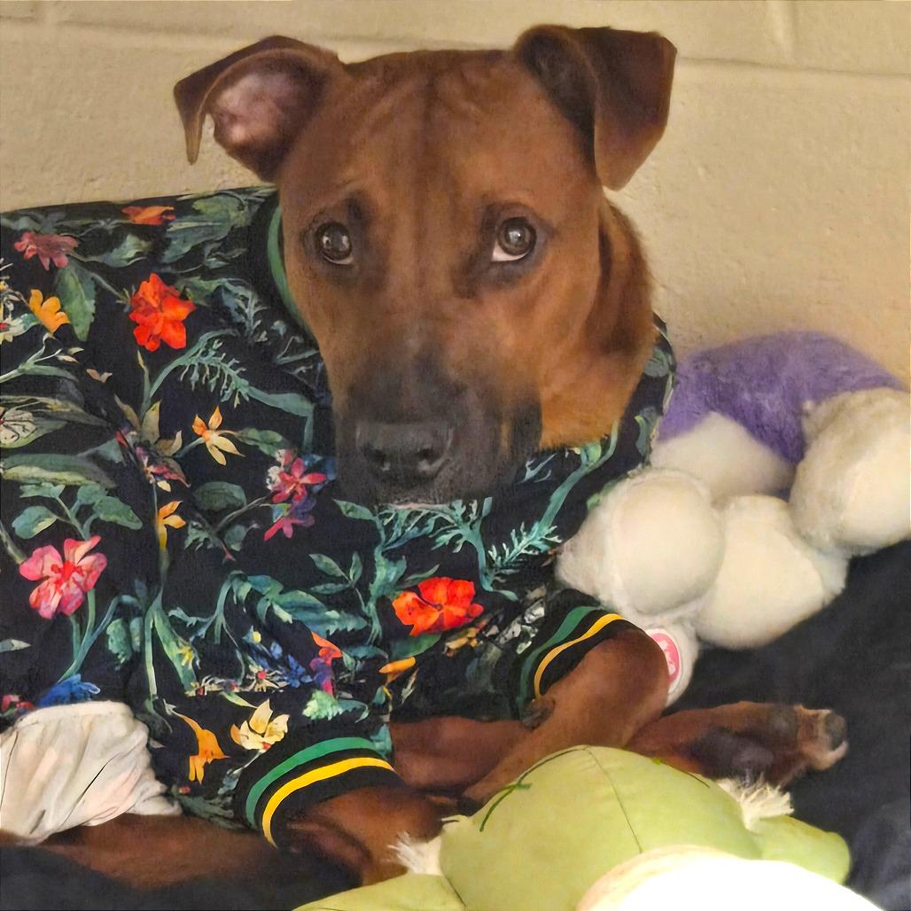 Sonny — thumbnail 2