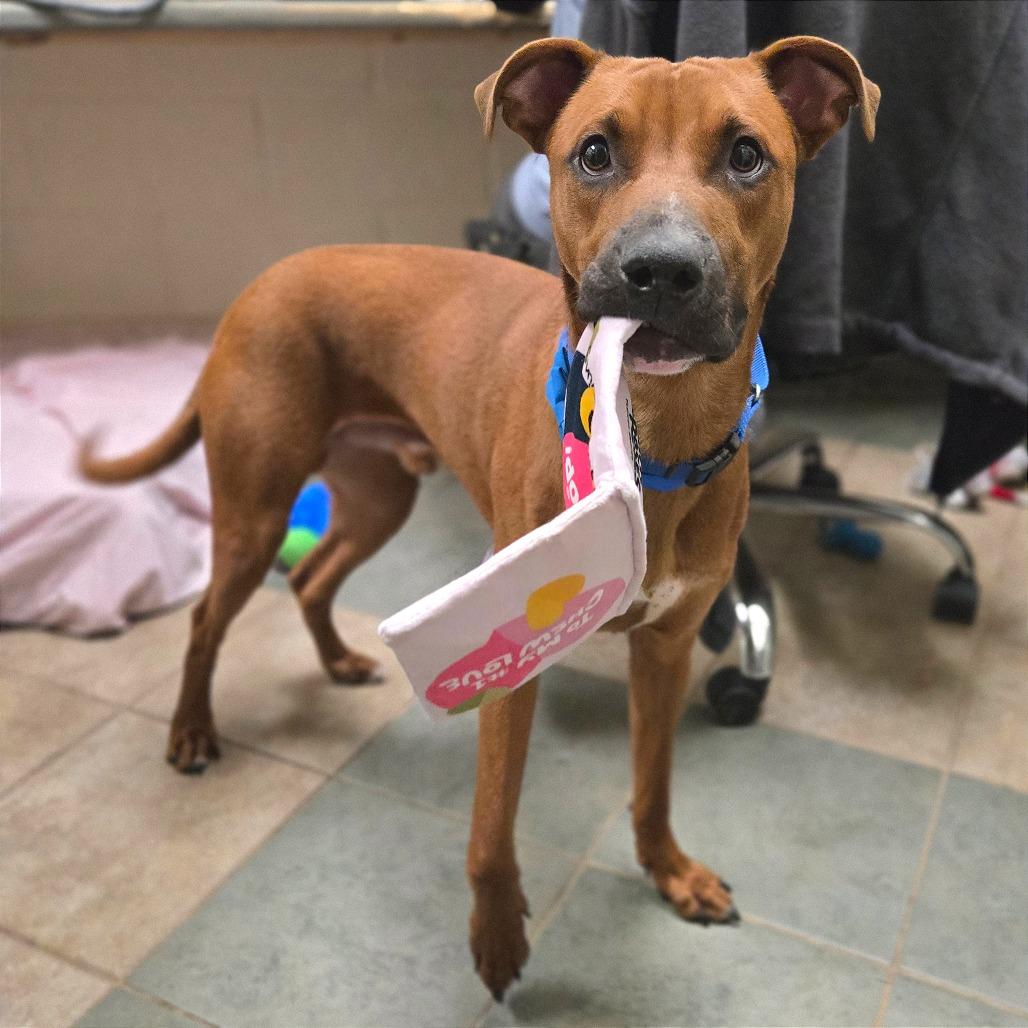 Sonny — thumbnail 4