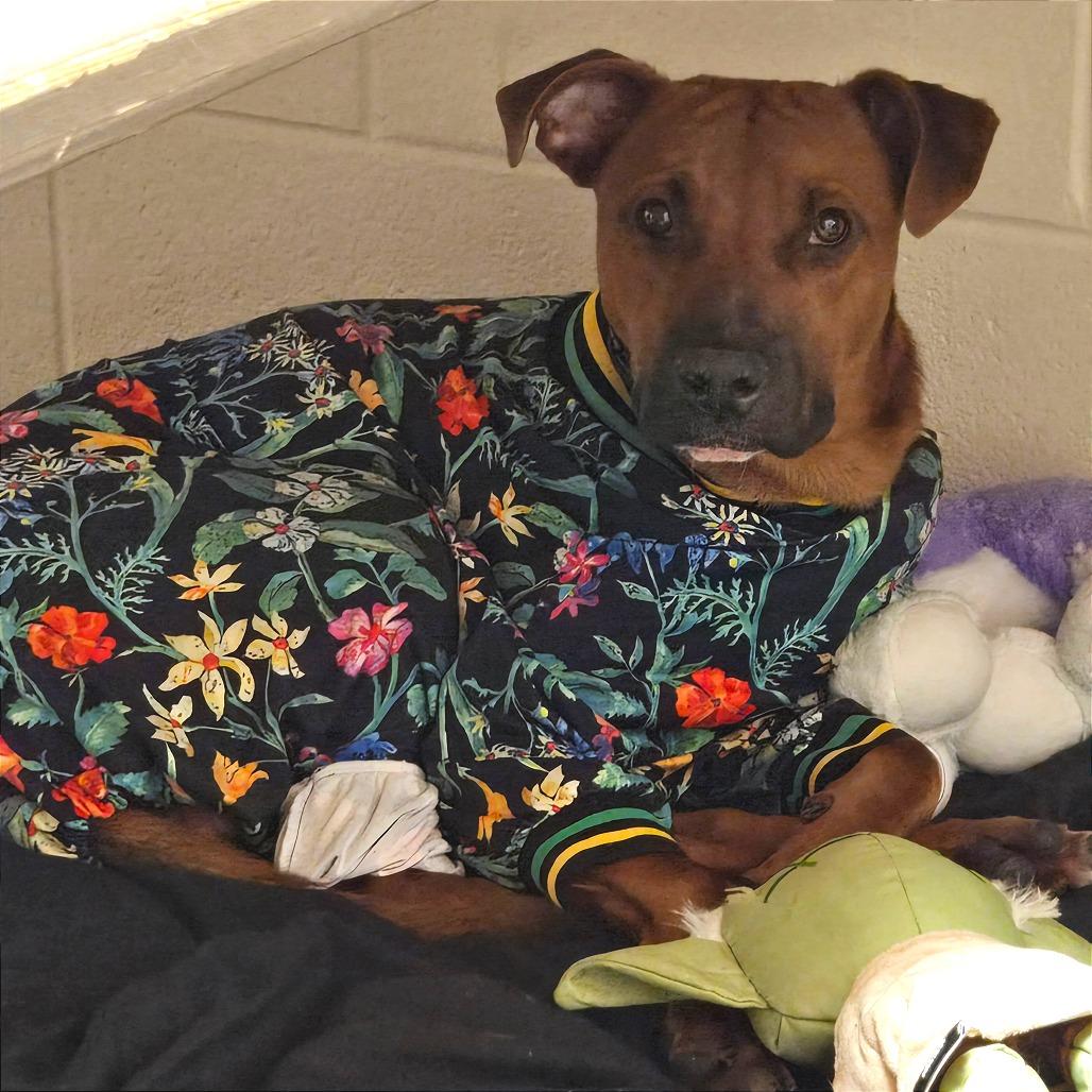 Sonny — thumbnail 6