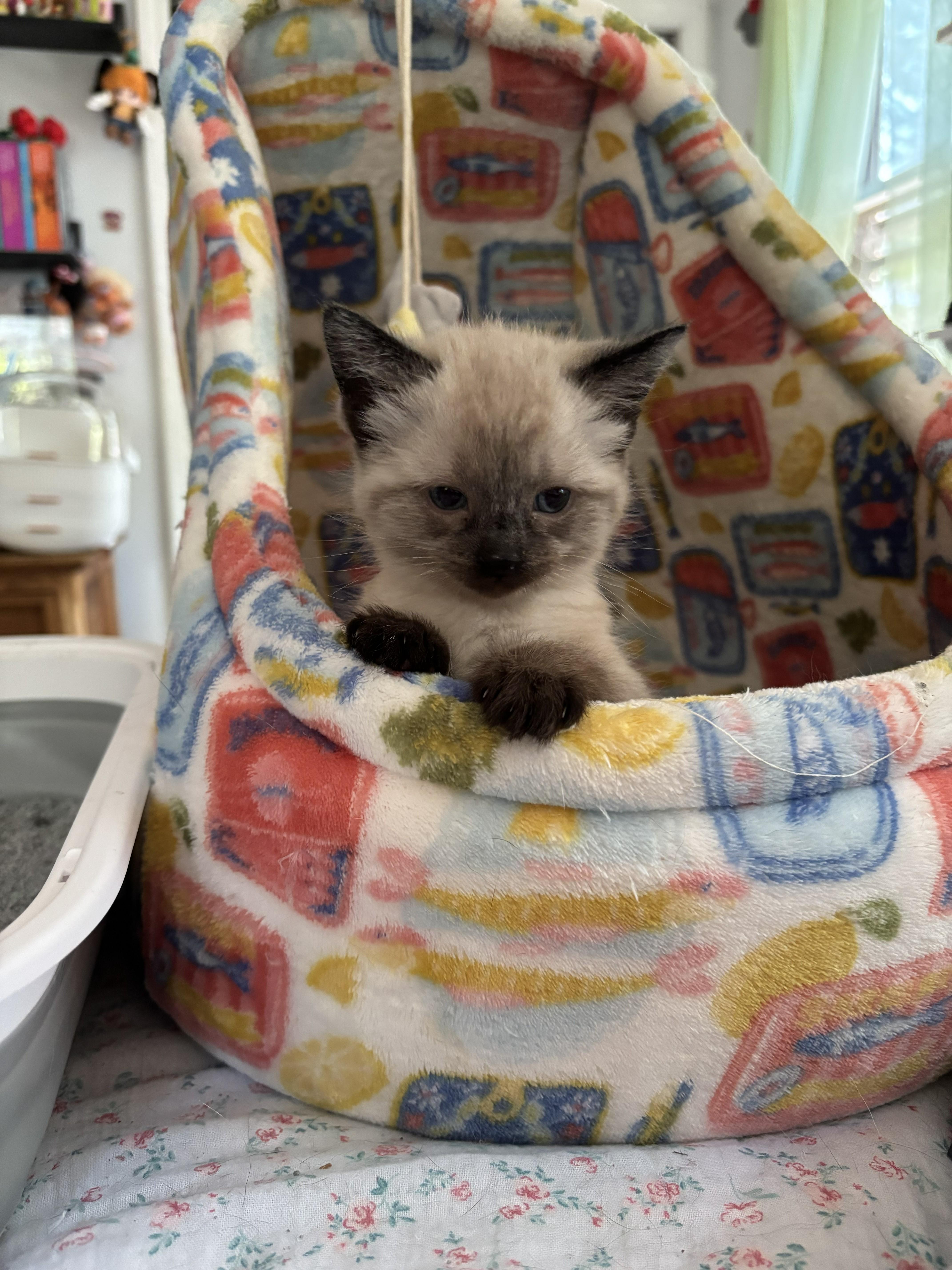 Cinderella and Swag, an adopted Snowshoe in Springfield, MA image 2/4