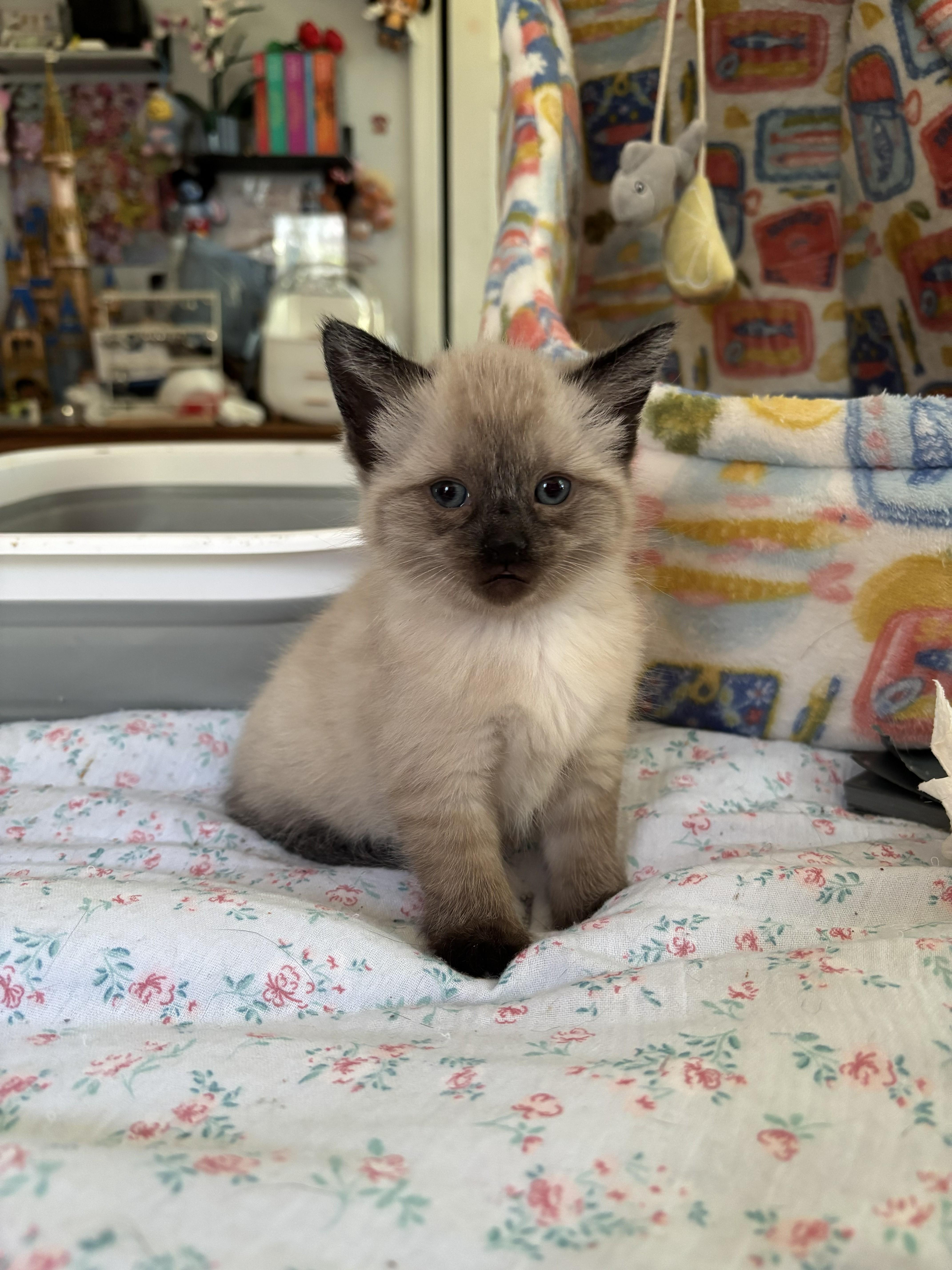Cinderella and Swag, adopted, Kitten Female Snowshoe.