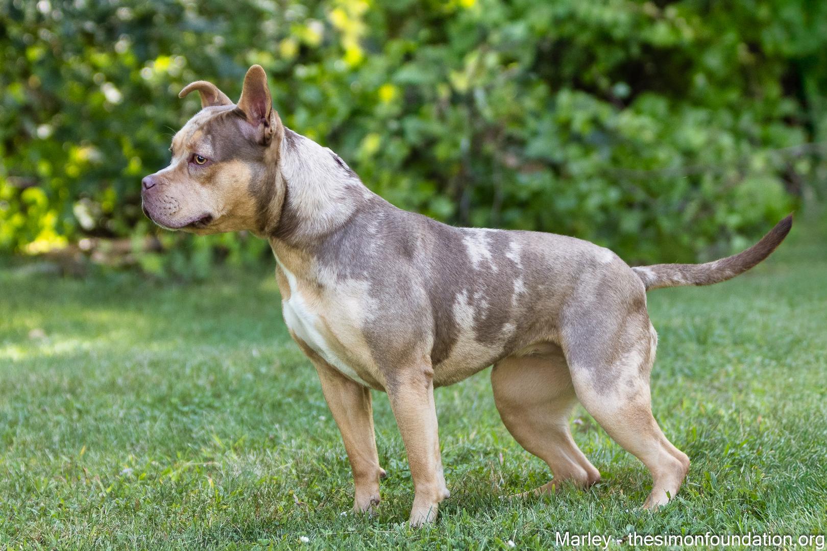 Enlarge Marley, a Adoptable mixed breed in Bloomfield, CT image 3/3