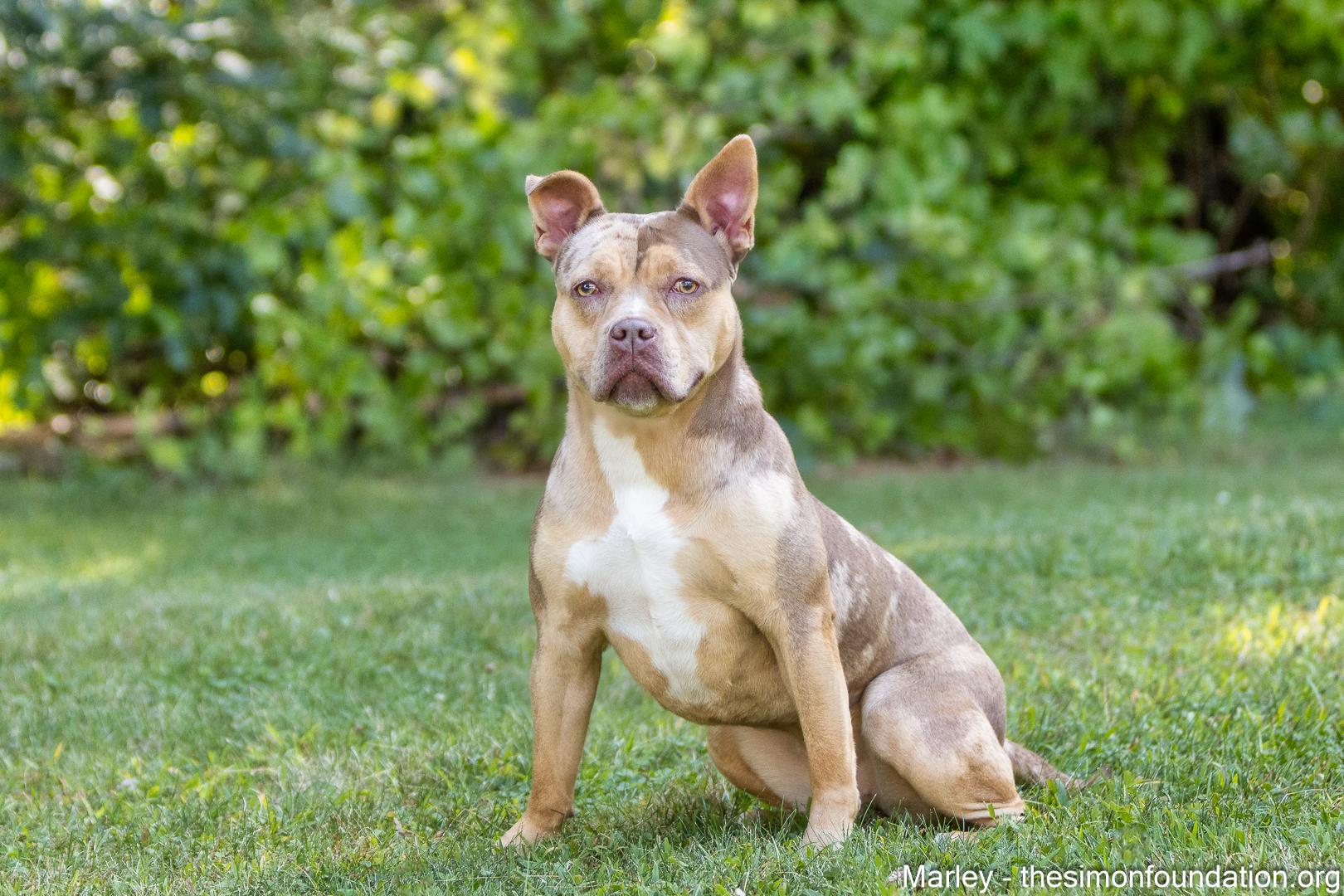 Enlarge Marley, a Adoptable mixed breed in Bloomfield, CT image 1/3