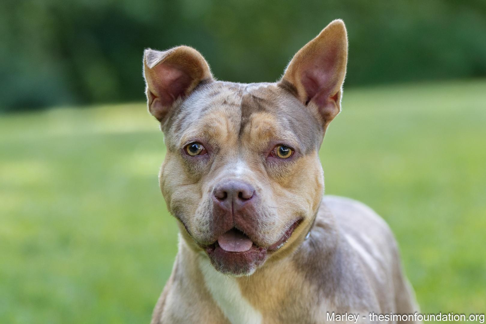 Enlarge Marley, a Adoptable mixed breed in Bloomfield, CT image 2/3