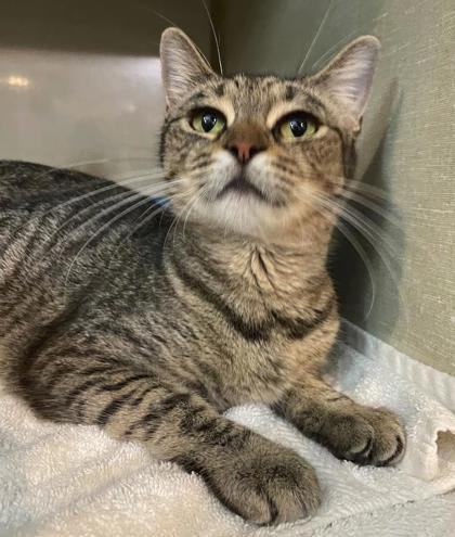 Mumma, Adult Female Domestic Short Hair